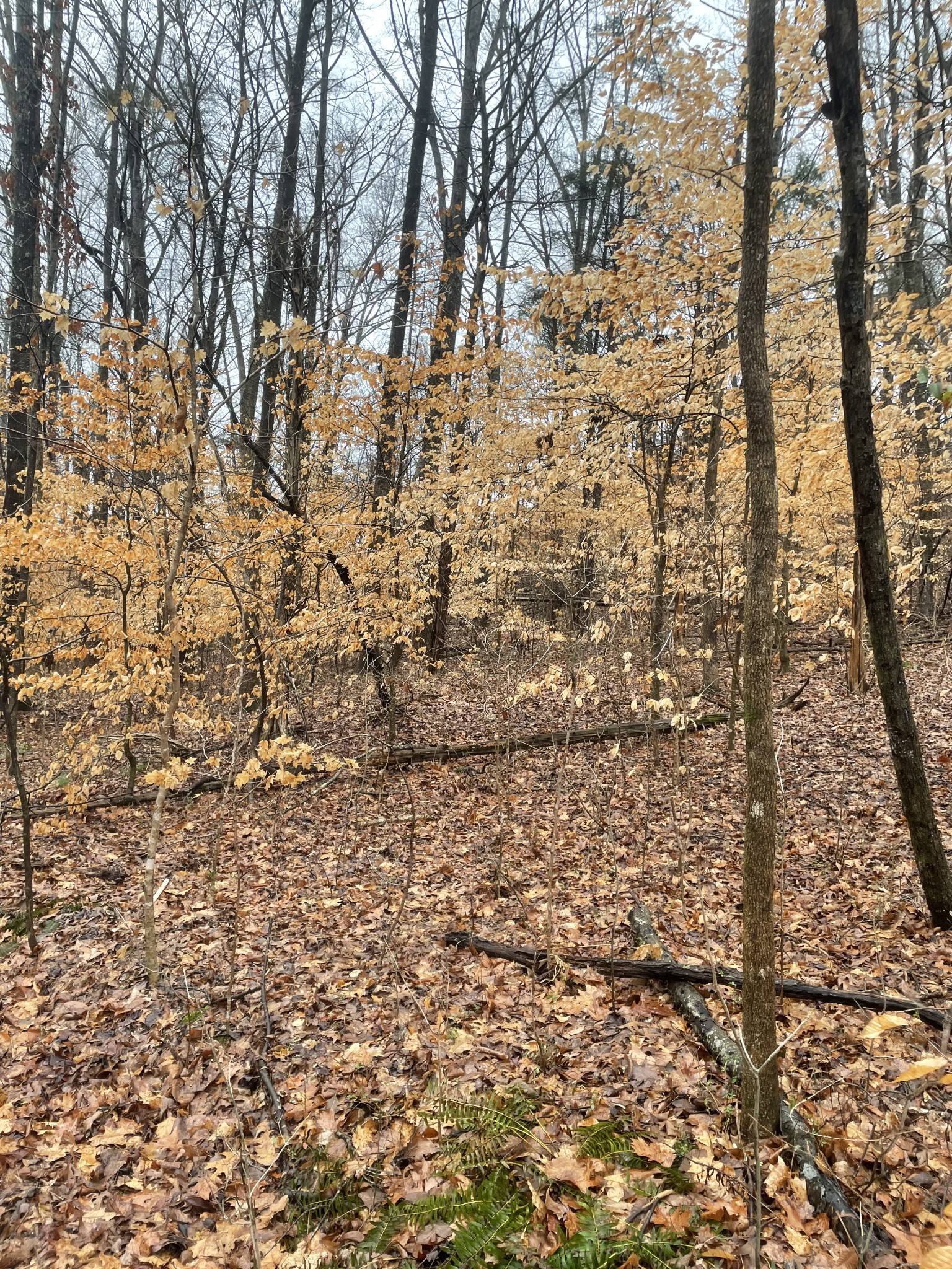 0 Treemont Drive Property Photo 7