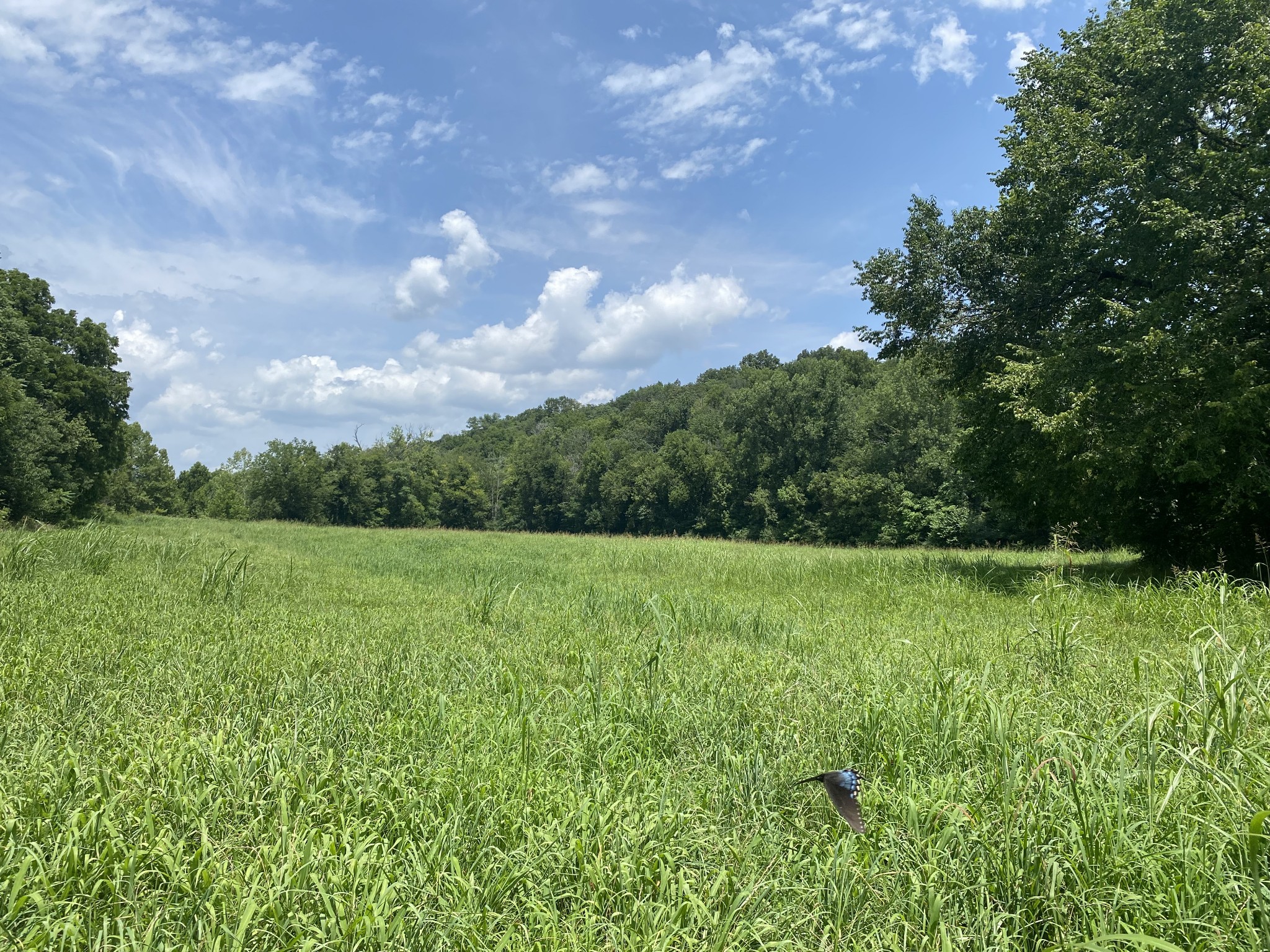 0 Smith Fork Rd Property Photo 13