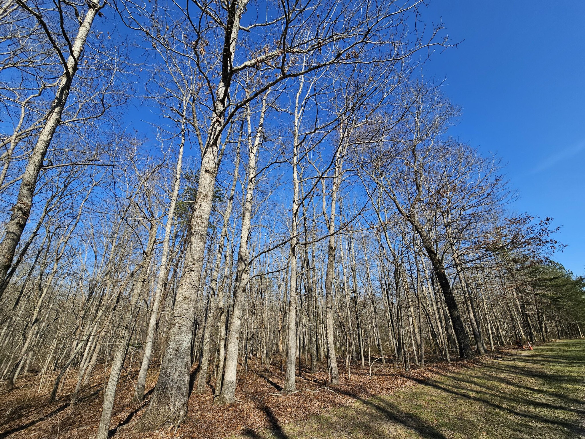5 Timberwood Trace Property Photo 3