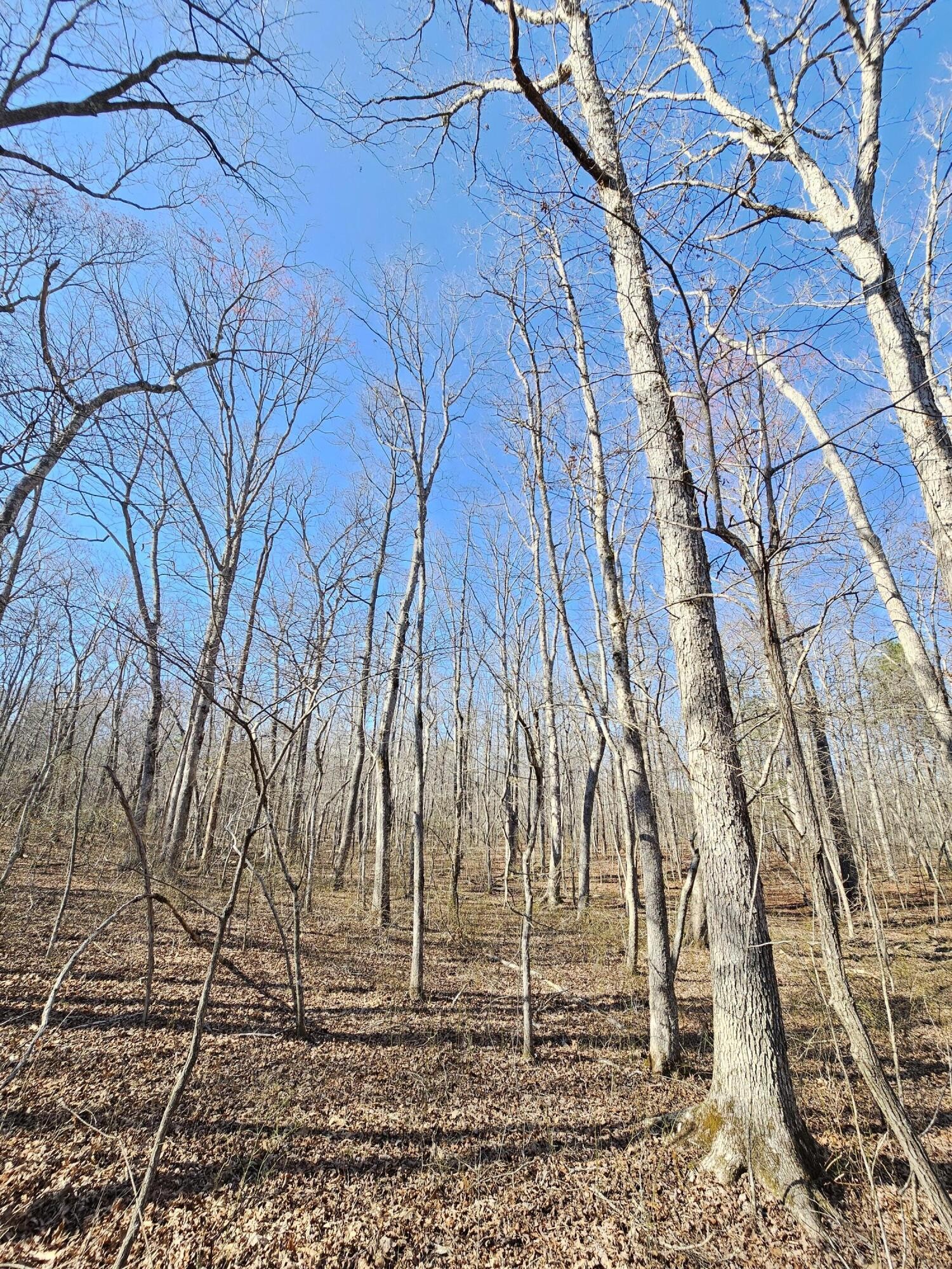 5 Timberwood Trace Property Photo 4