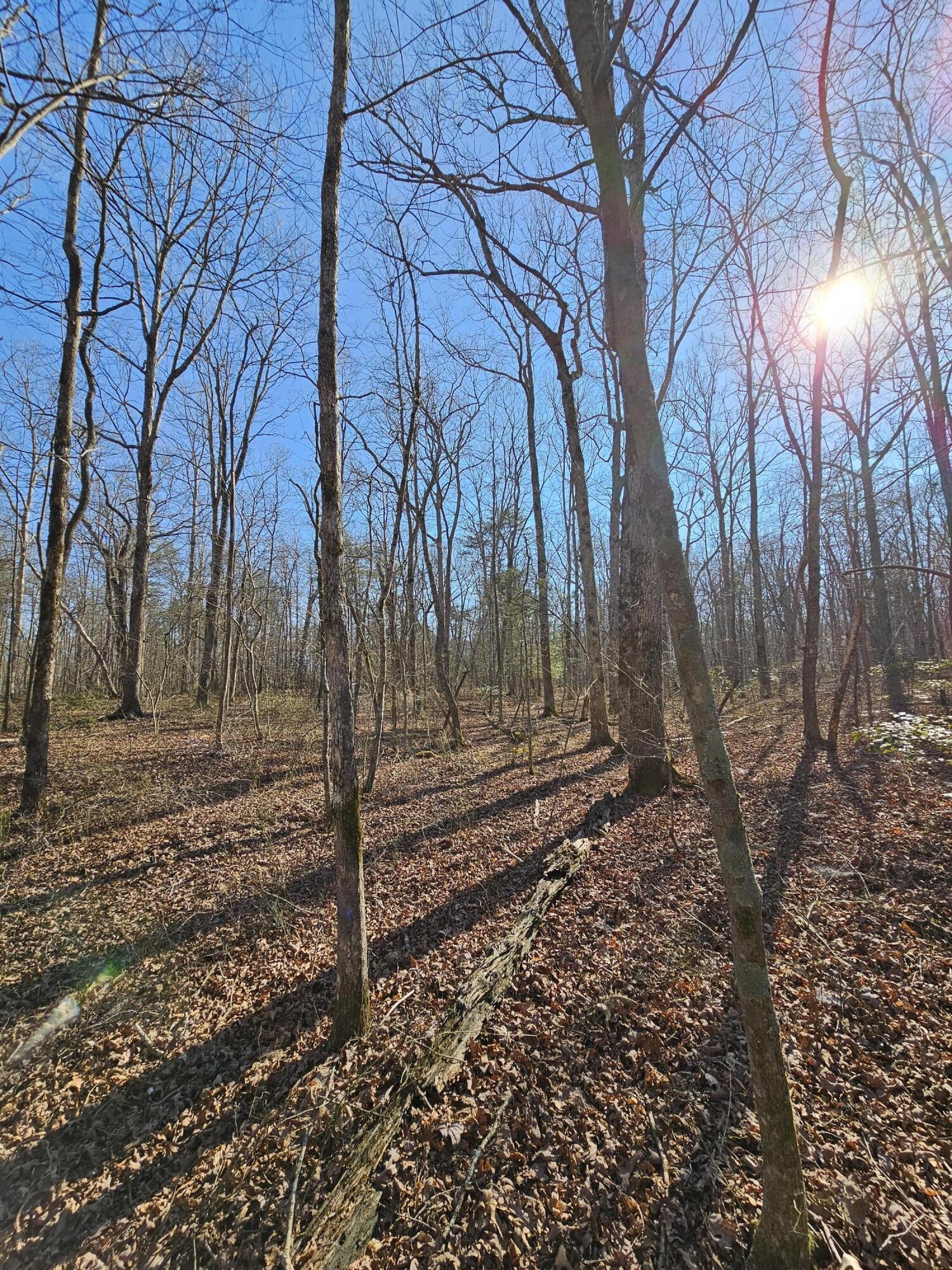 5 Timberwood Trace Property Photo 5