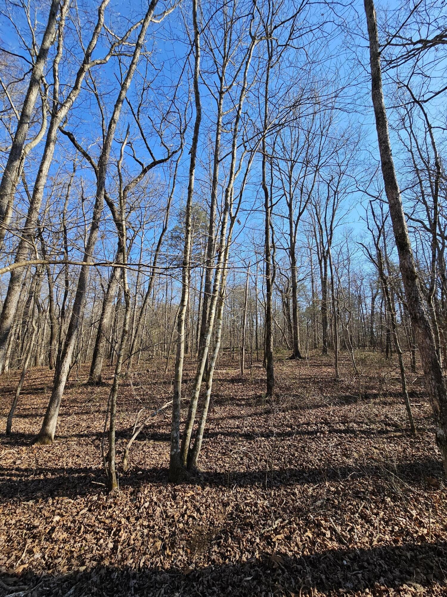 5 Timberwood Trace Property Photo 11