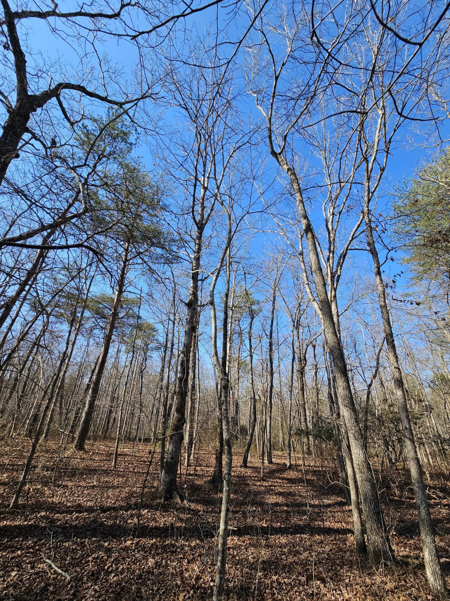 5 Timberwood Trace Property Photo 14