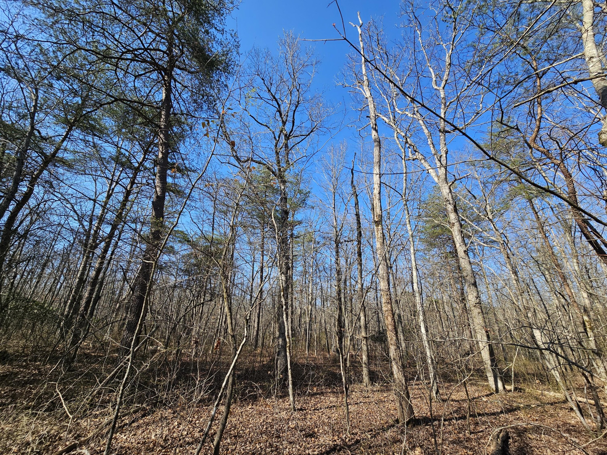 5 Timberwood Trace Property Photo 15