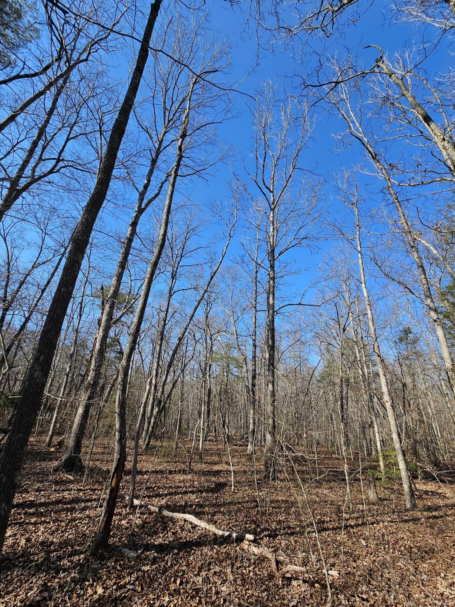5 Timberwood Trace Property Photo 16