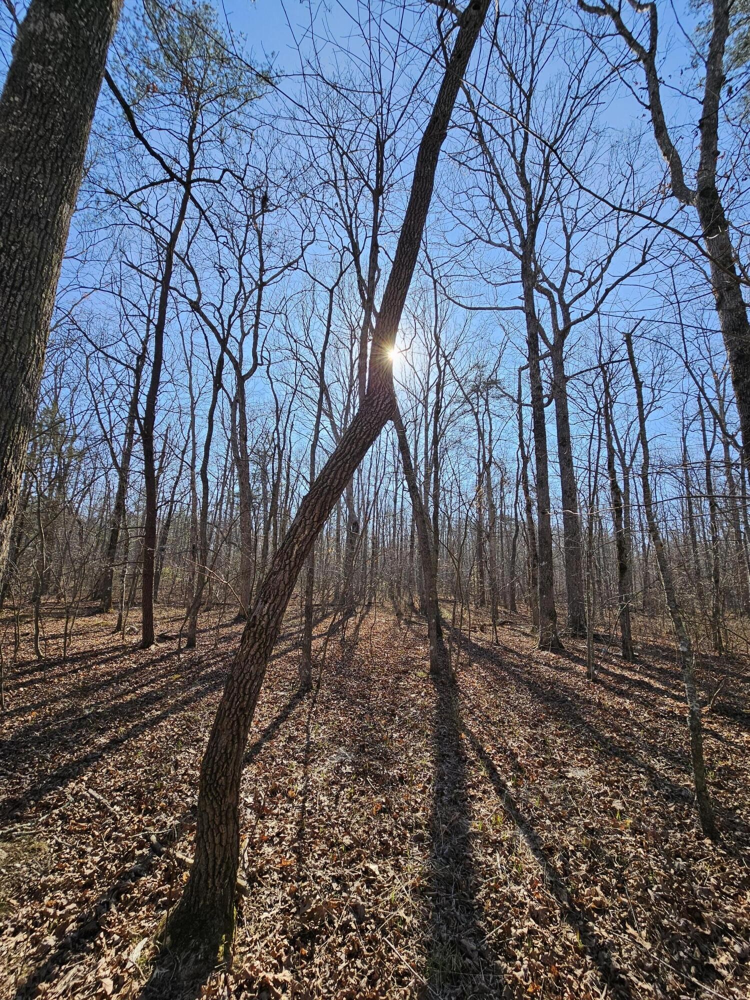 5 Timberwood Trace Property Photo 17