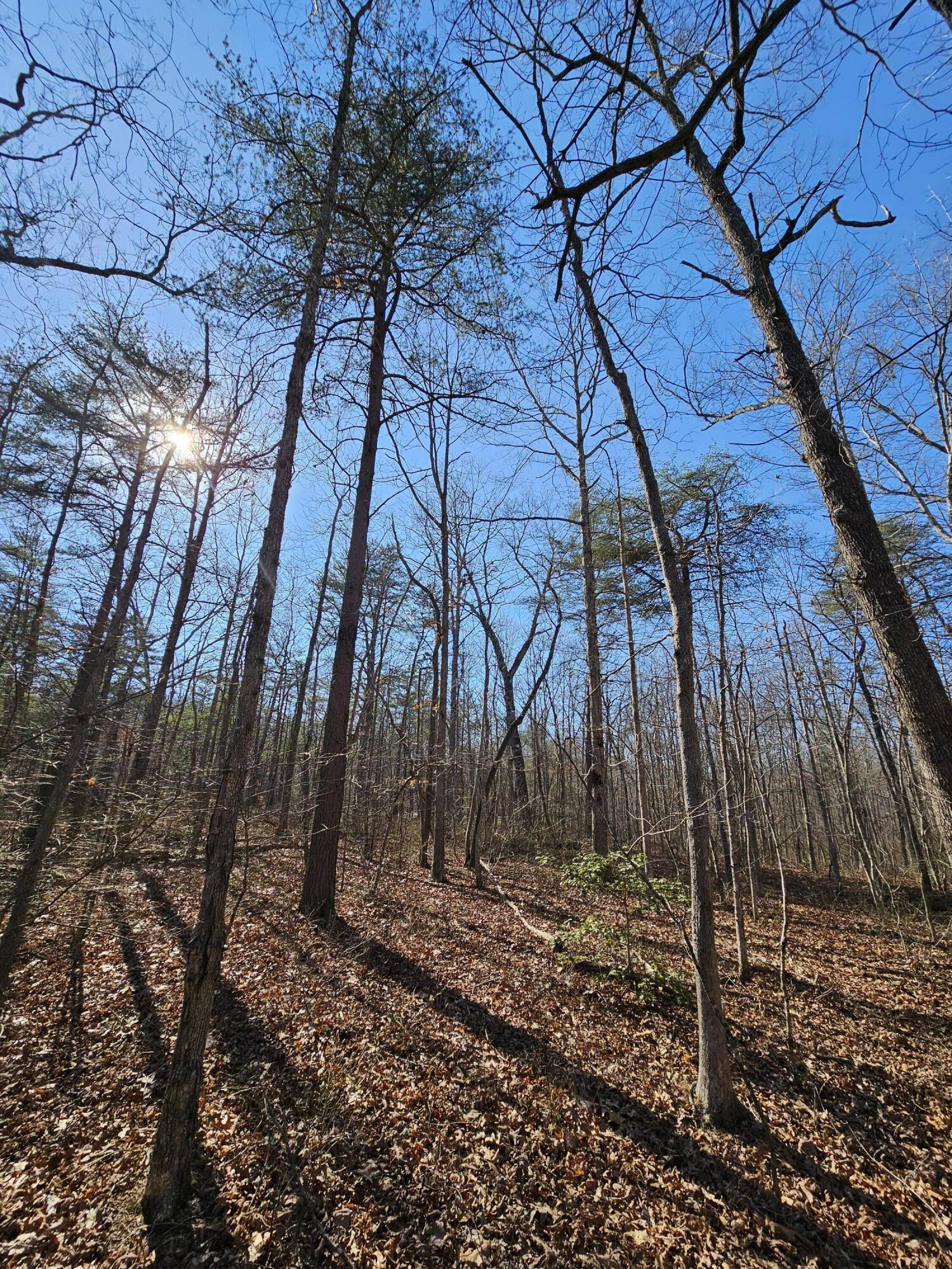 5 Timberwood Trace Property Photo 18