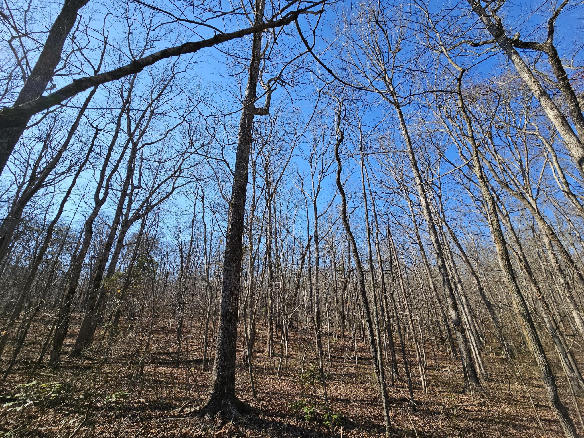 5 Timberwood Trace Property Photo 19