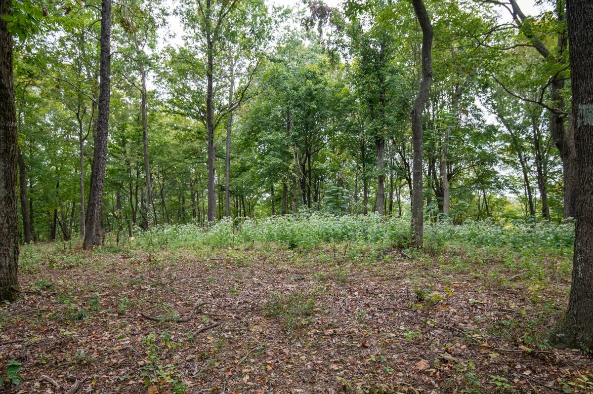 0 Bursby Branch Road Property Photo 19