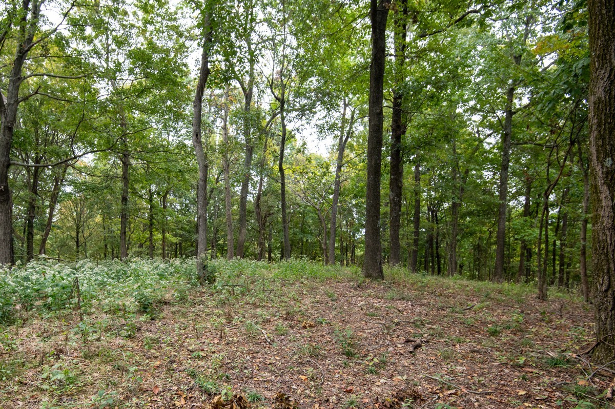 0 Bursby Branch Road Property Photo 22