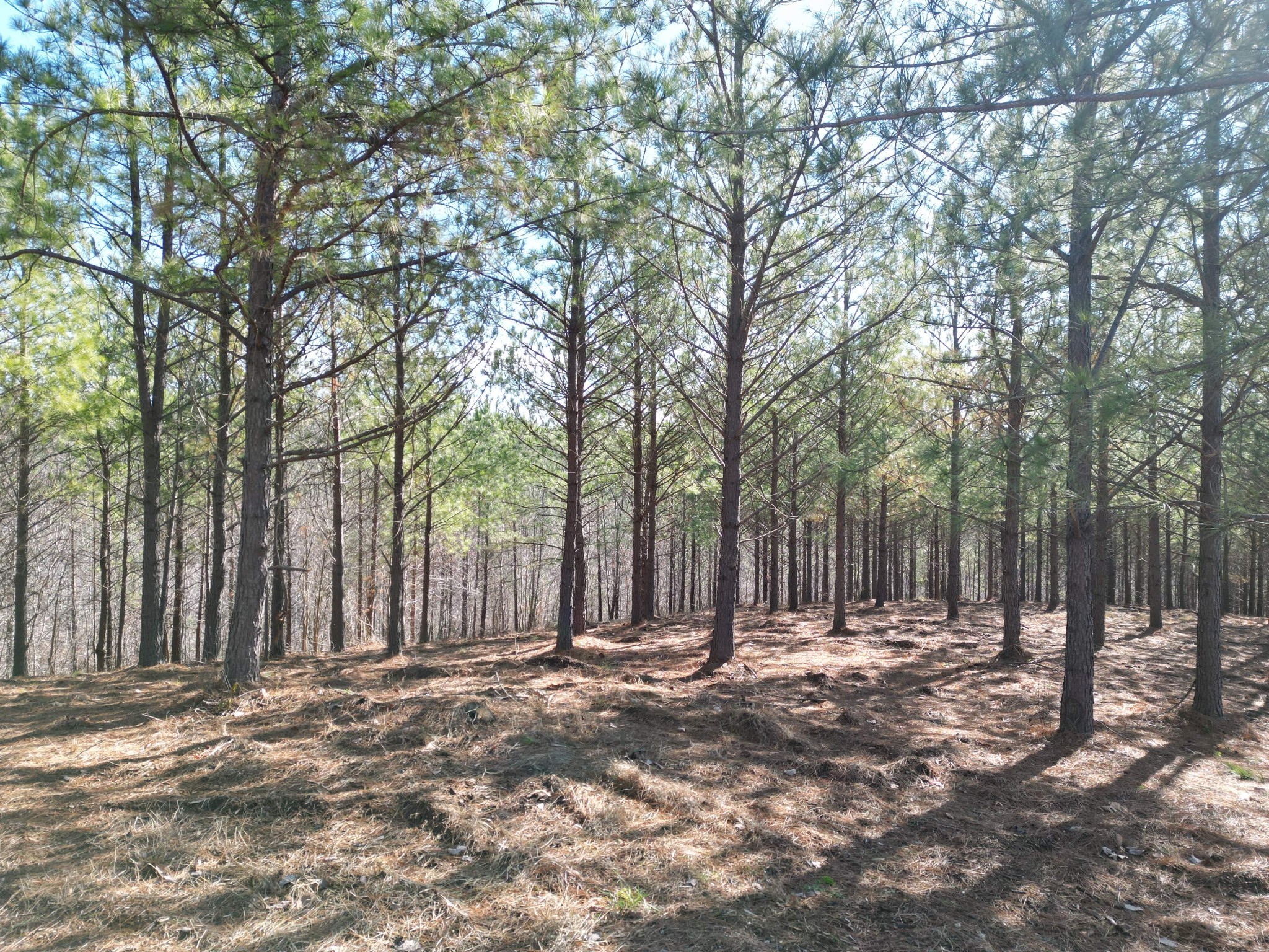 0 Hurricane Creek Rd Property Photo 7