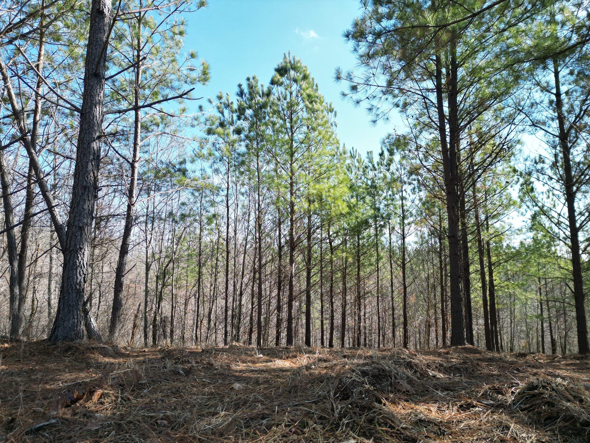 0 Hurricane Creek Rd Property Photo 9