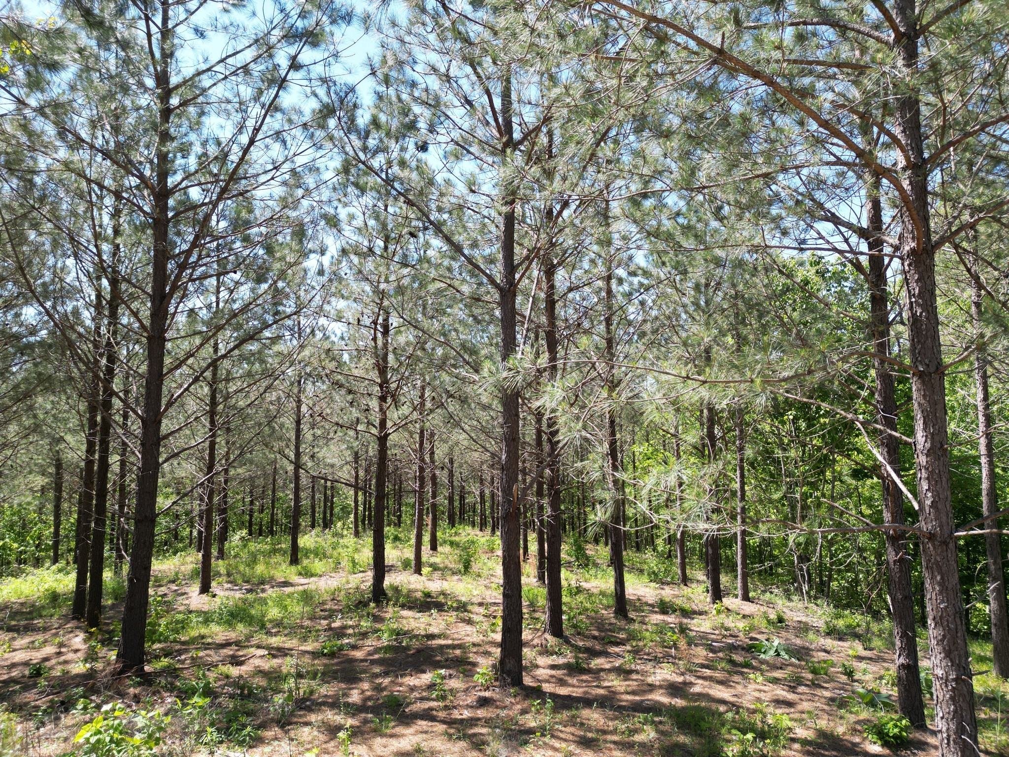 0 Hurricane Creek Rd Property Photo 13