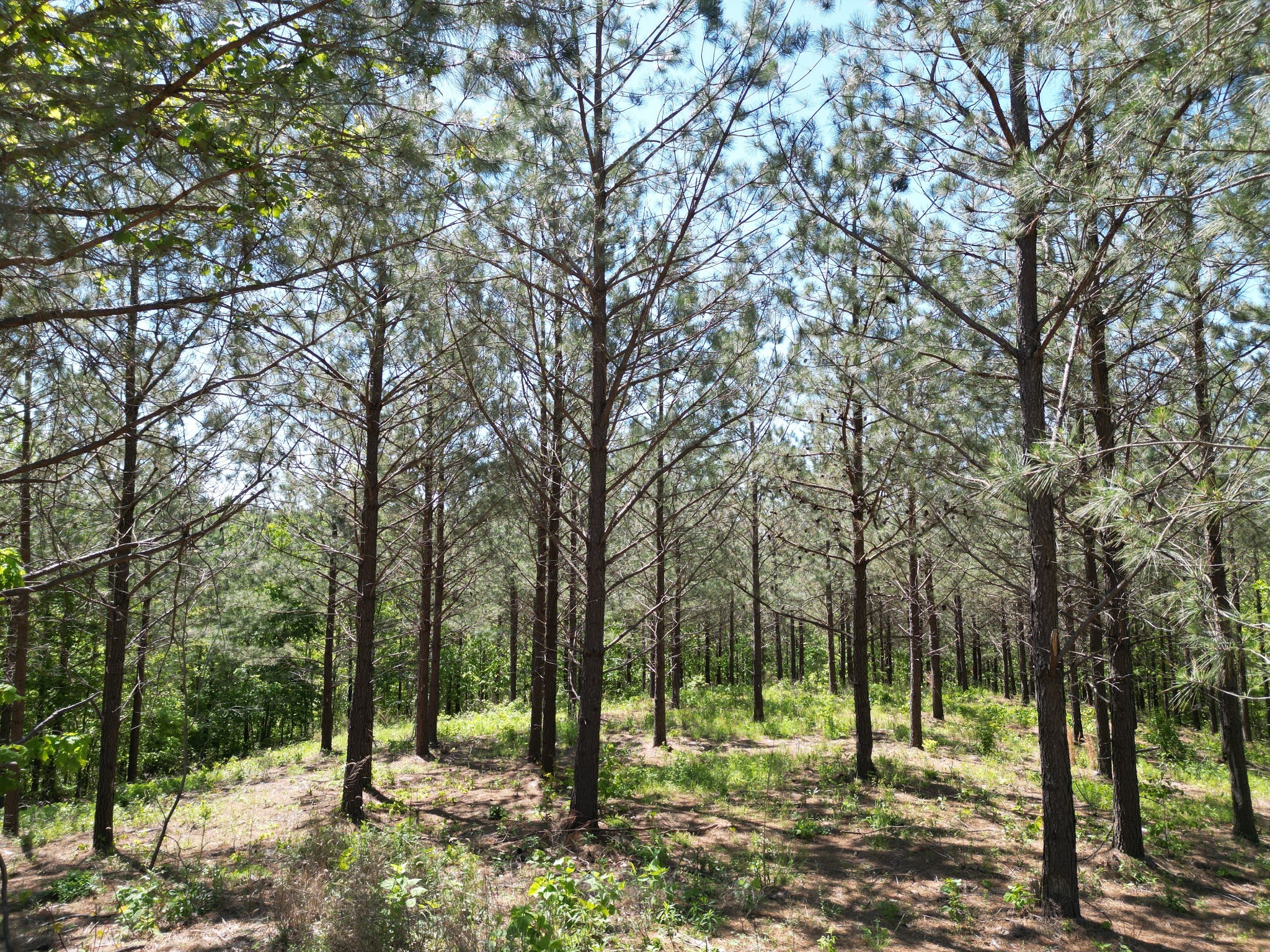 0 Hurricane Creek Rd Property Photo 15