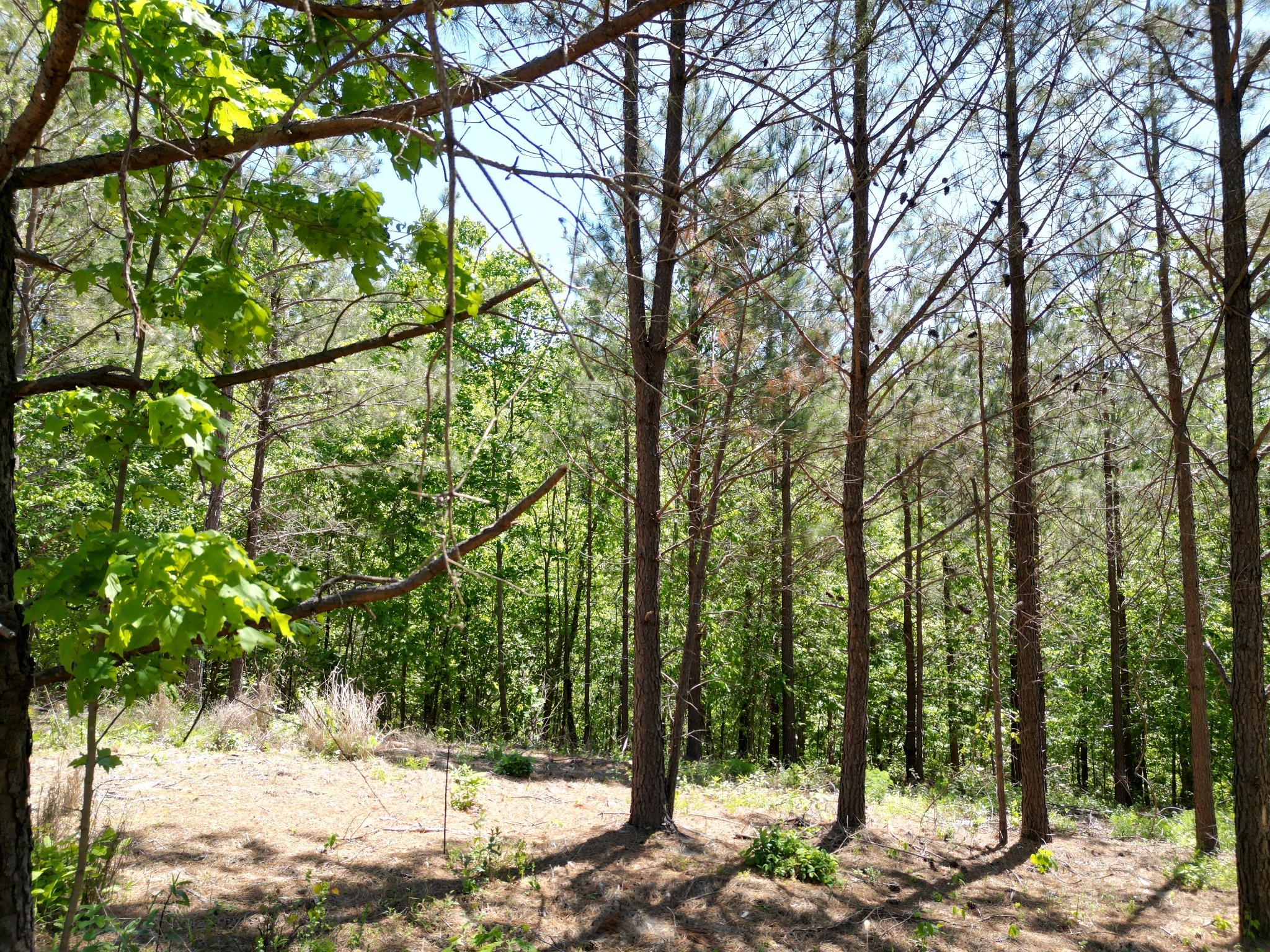 0 Hurricane Creek Rd Property Photo 16