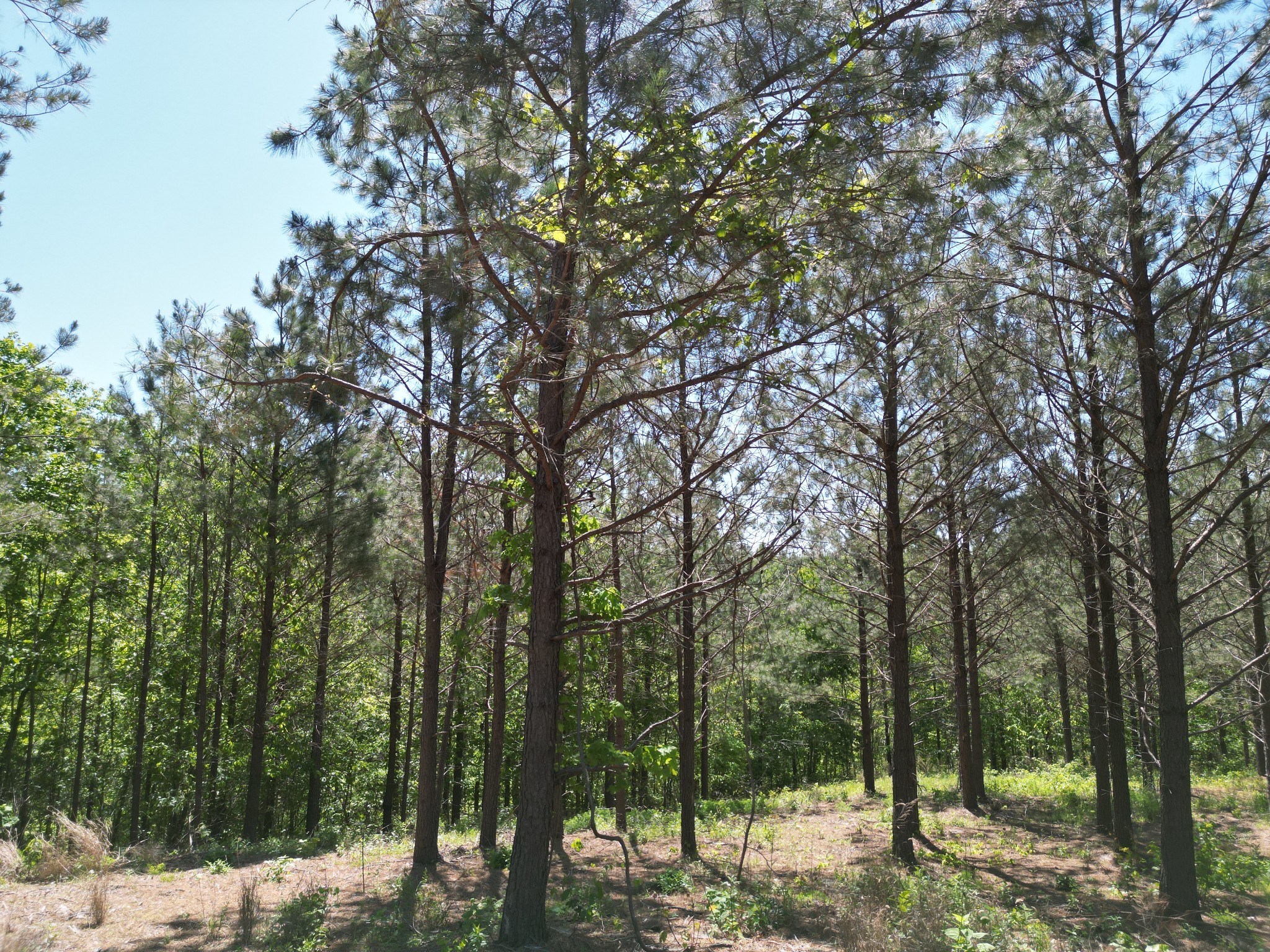 0 Hurricane Creek Rd Property Photo 18