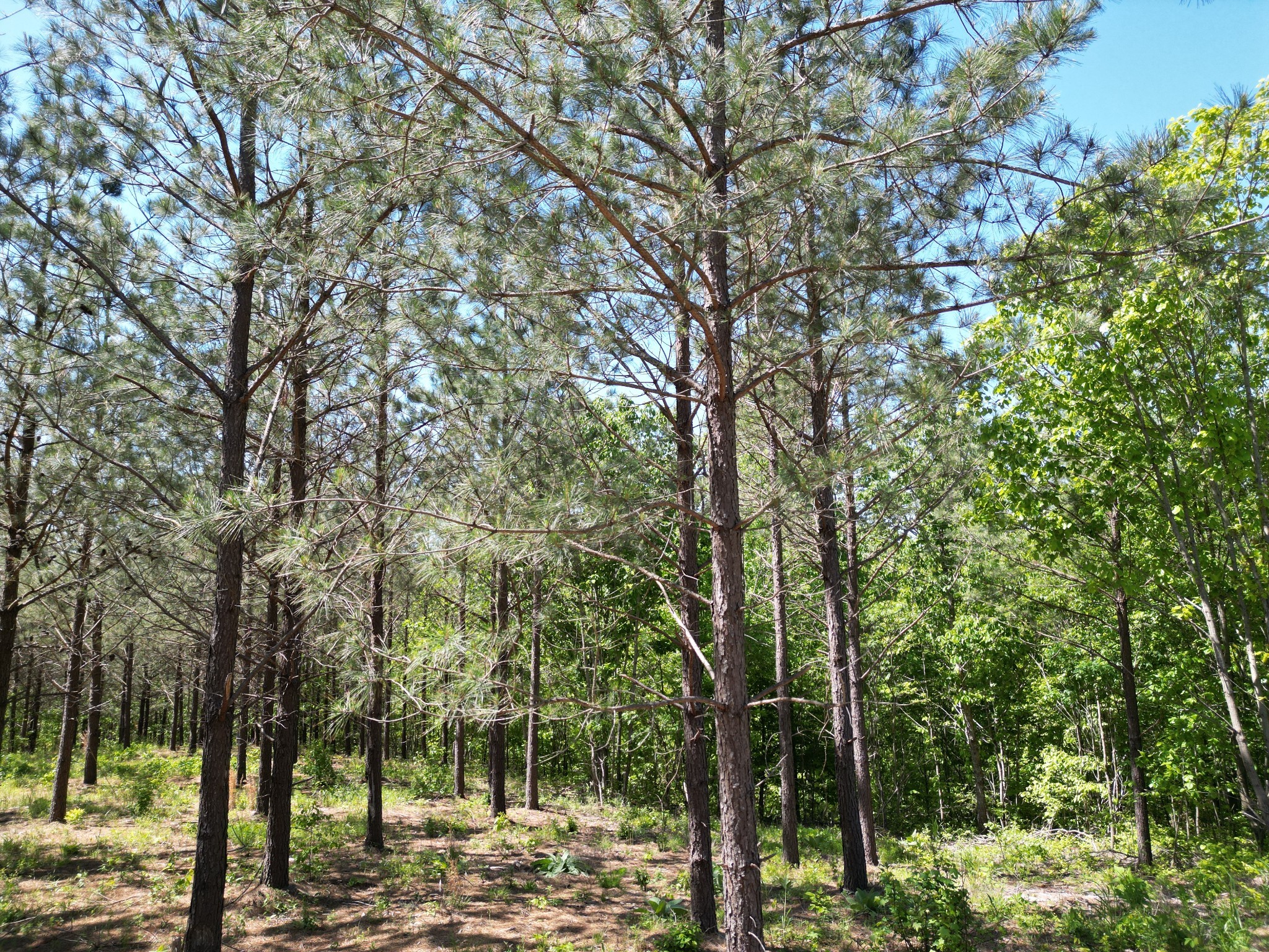 0 Hurricane Creek Rd Property Photo 21