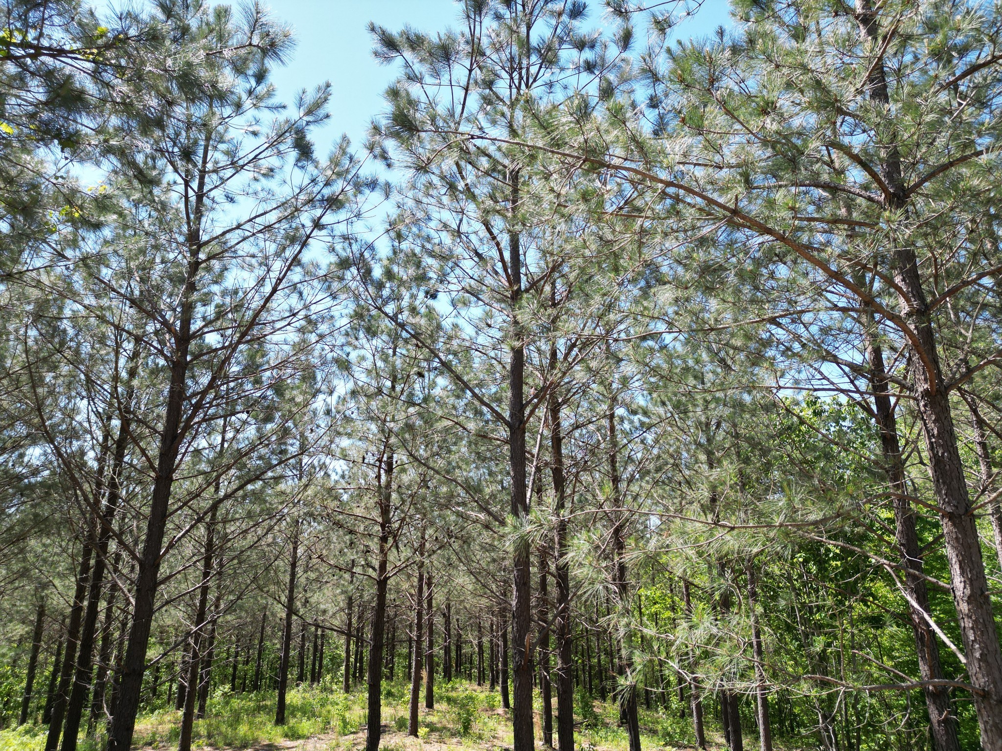0 Hurricane Creek Rd Property Photo 22