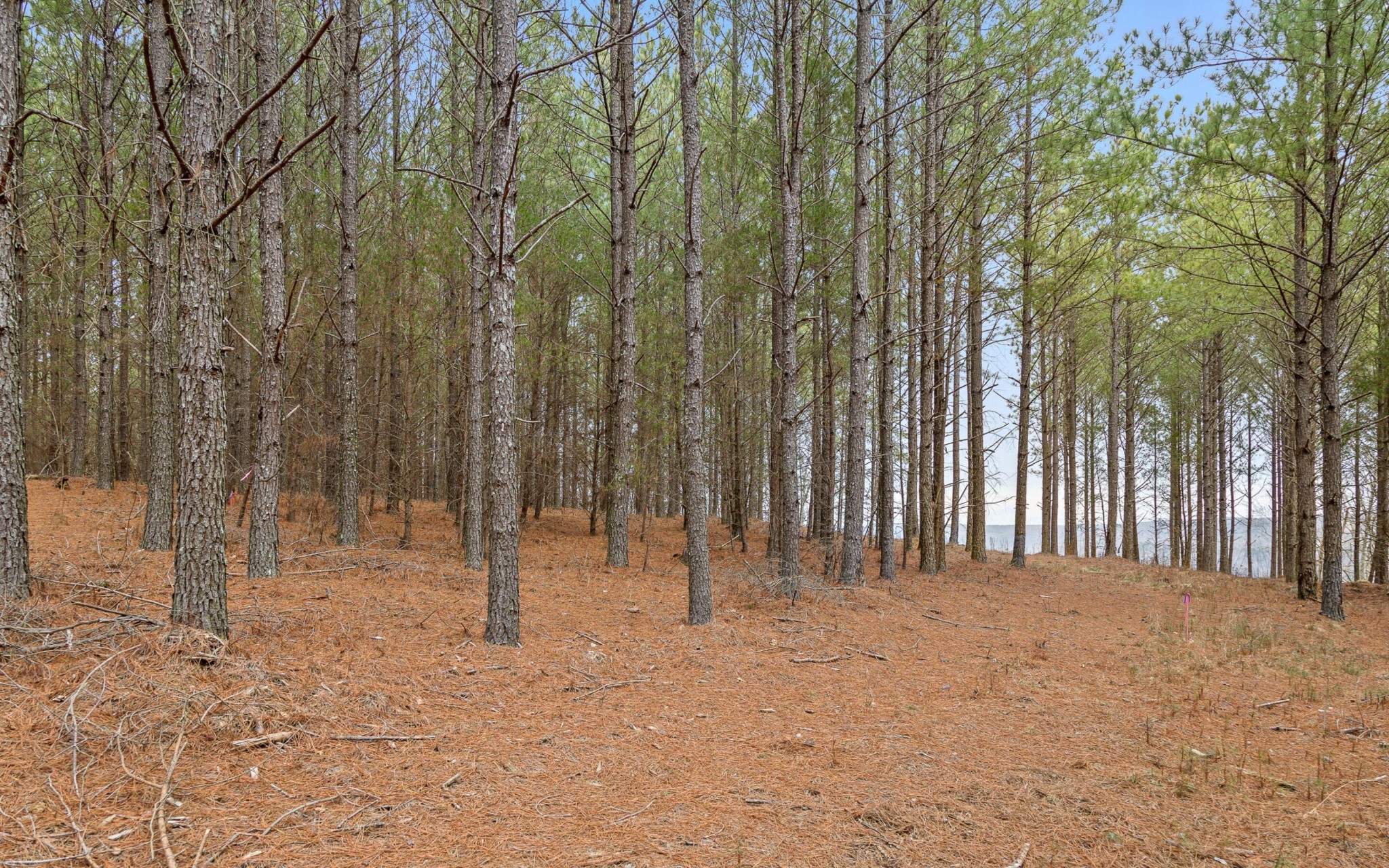 1251 Mullins Point Property Photo 12