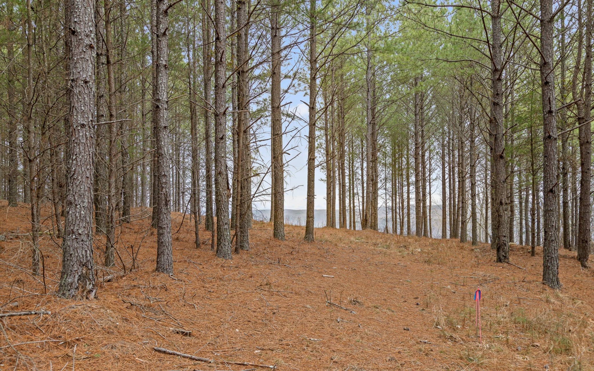 1251 Mullins Point Property Photo 13