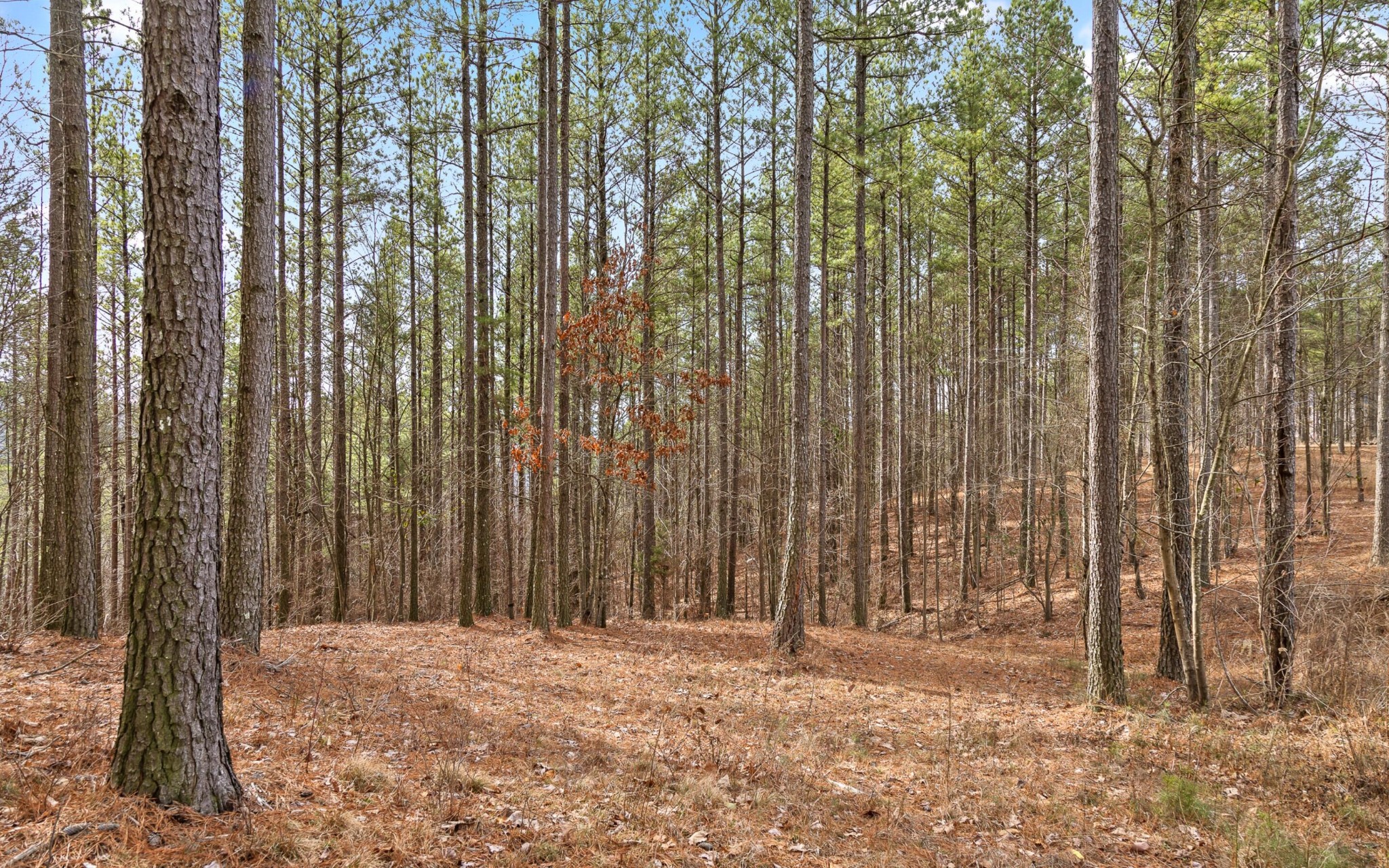1365 Split Rail Way Property Photo 5