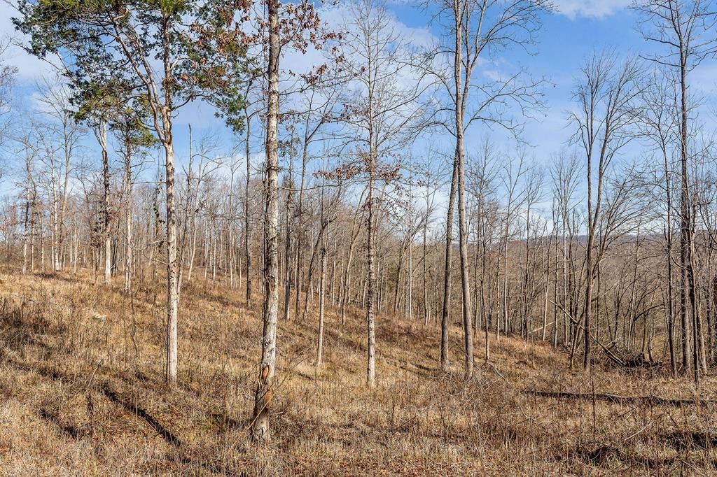 0 Forest Circle Property Photo 26
