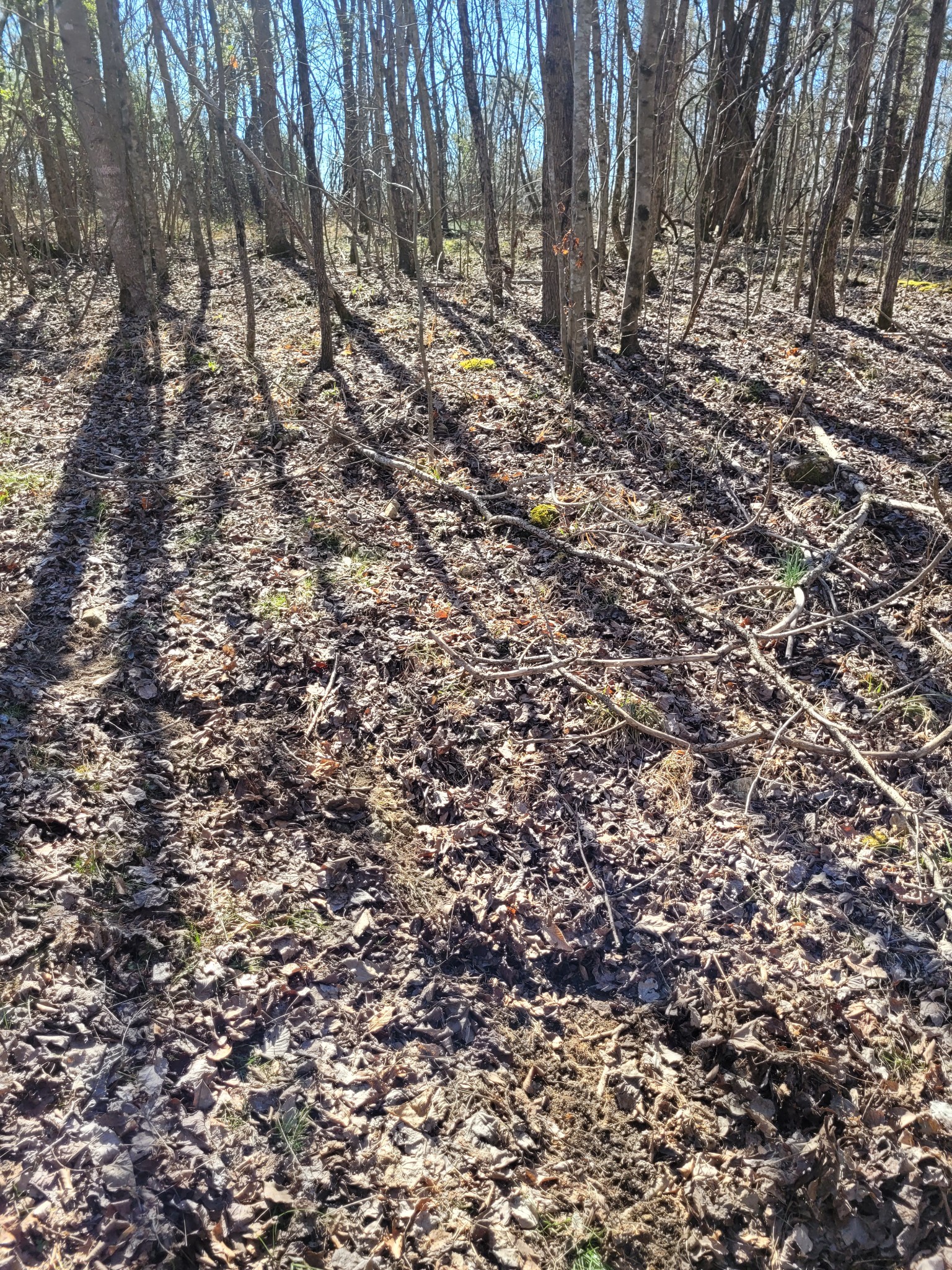 0 Cowhorne Hollow Rd Property Photo 2