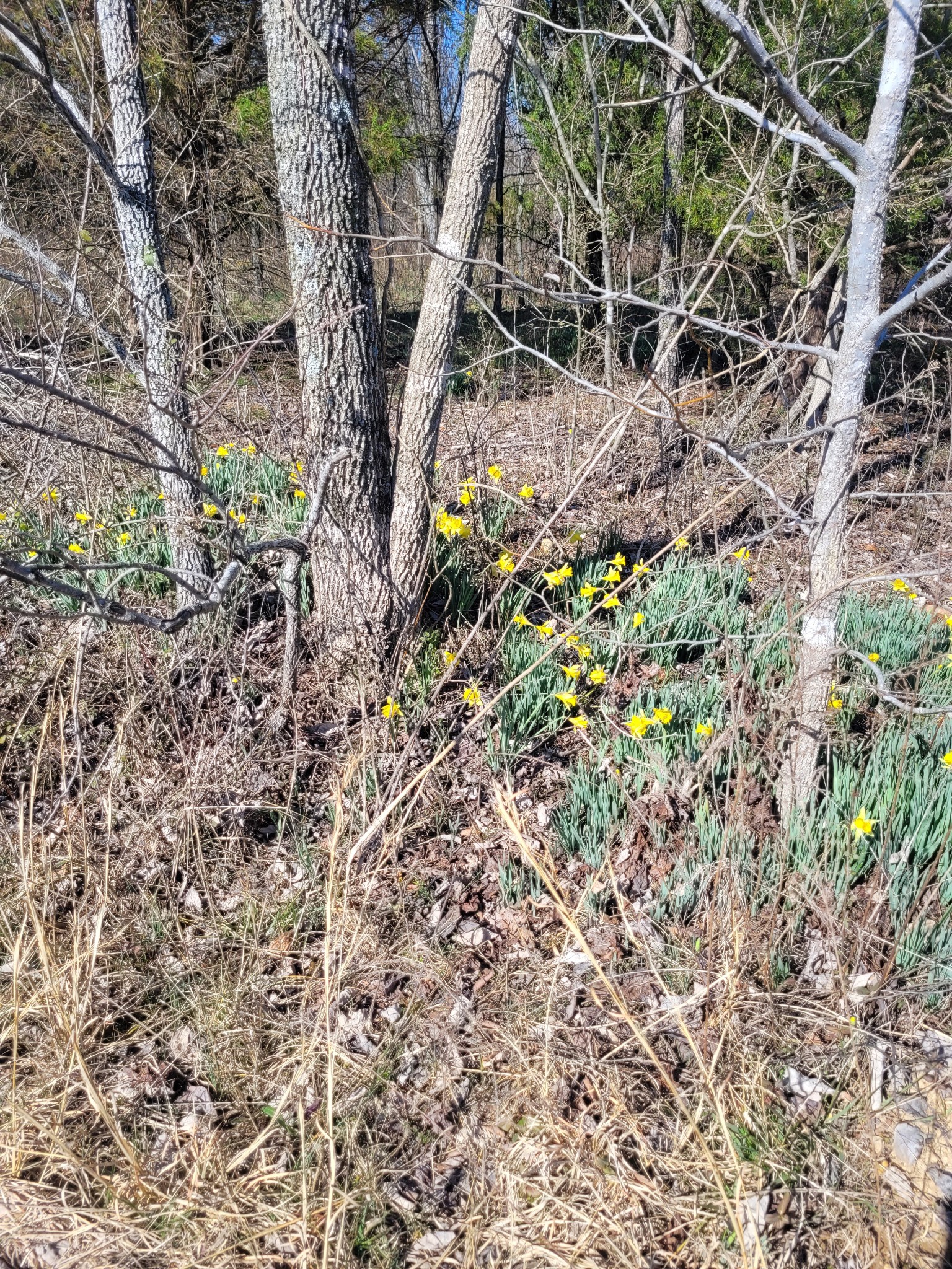 0 Cowhorne Hollow Rd Property Photo 5