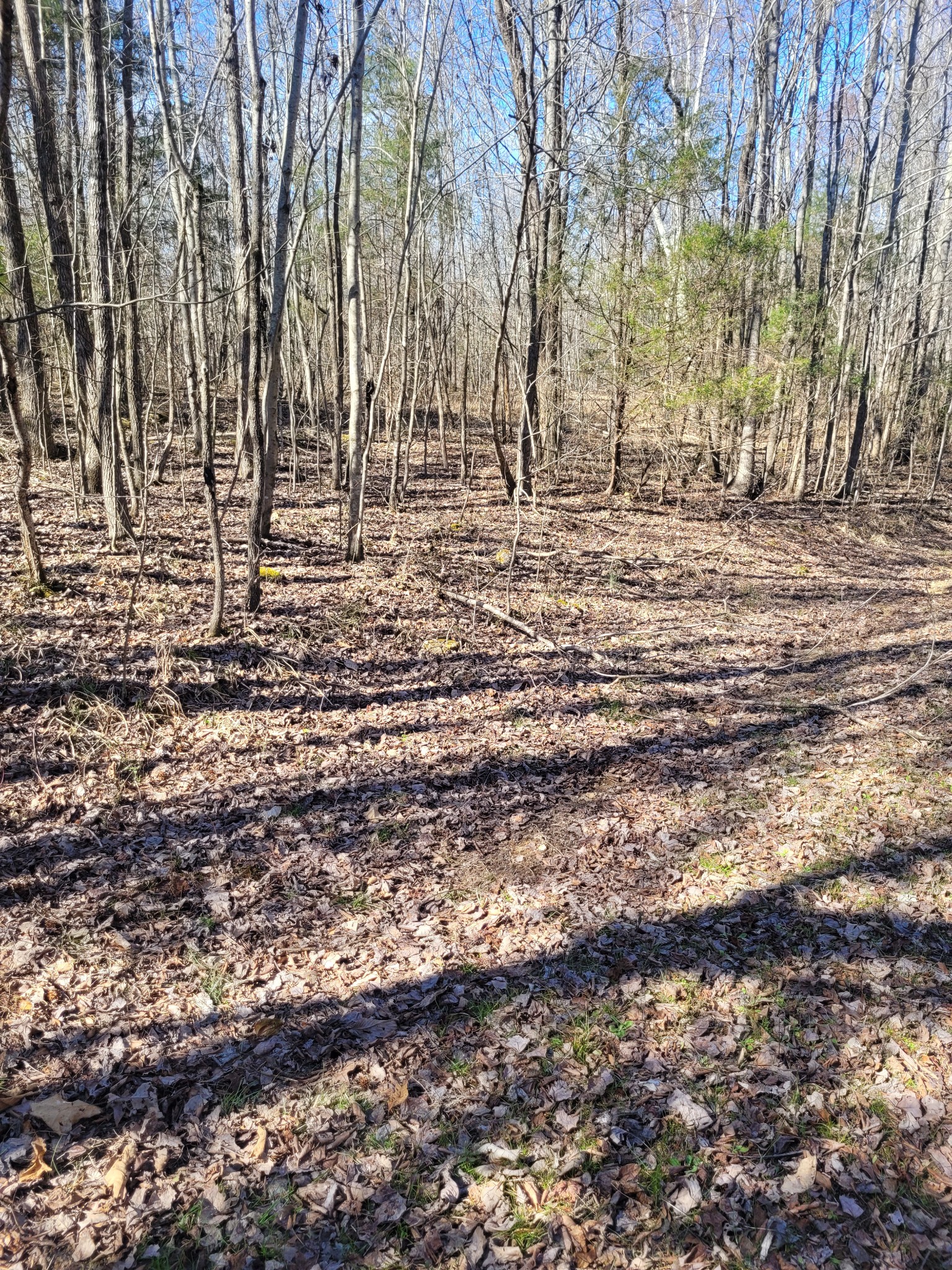 0 Cowhorne Hollow Rd Property Photo 10