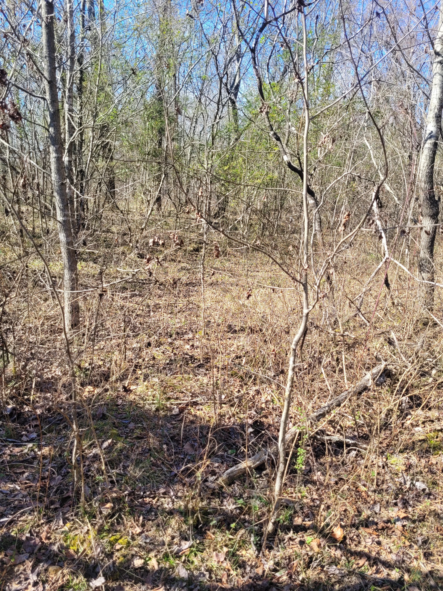 0 Cowhorne Hollow Rd Property Photo 11