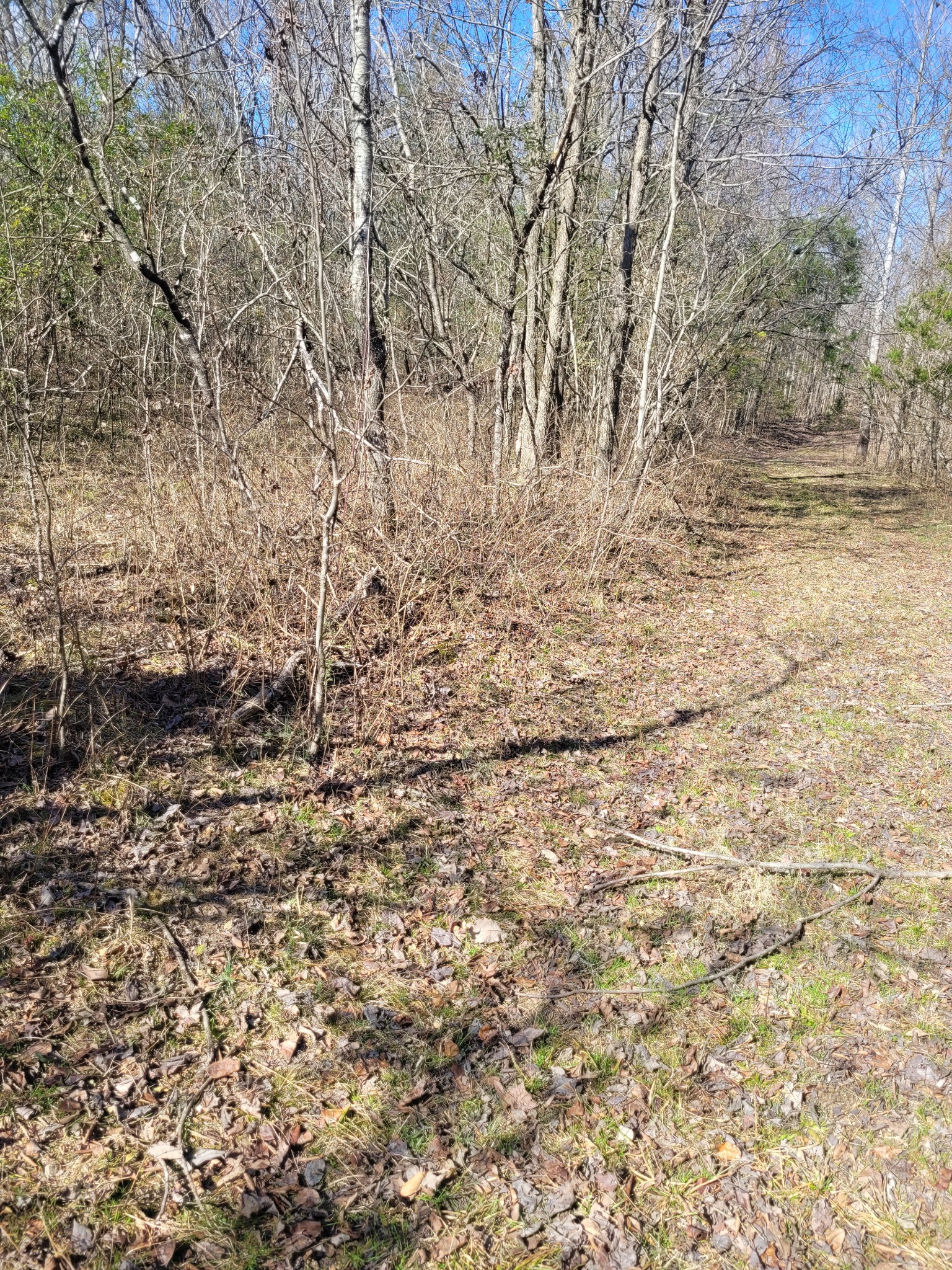 0 Cowhorne Hollow Rd Property Photo 13