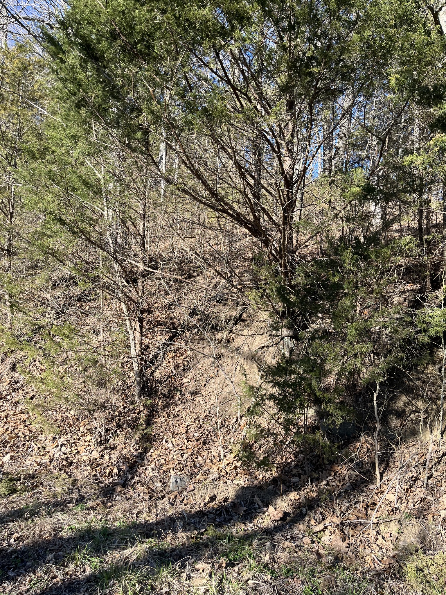 0 Davis Hollow Property Photo 1