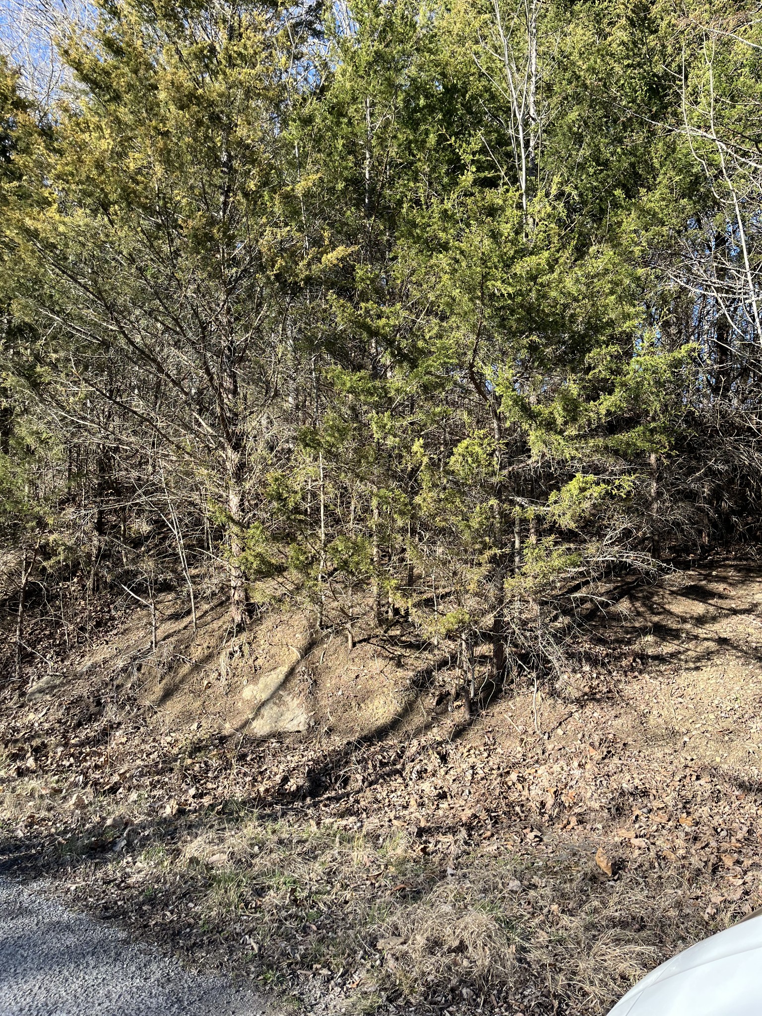 0 Davis Hollow Property Photo 2