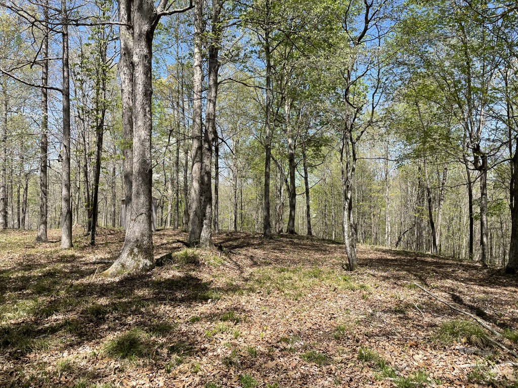 0 Waynoe Road Property Photo 1