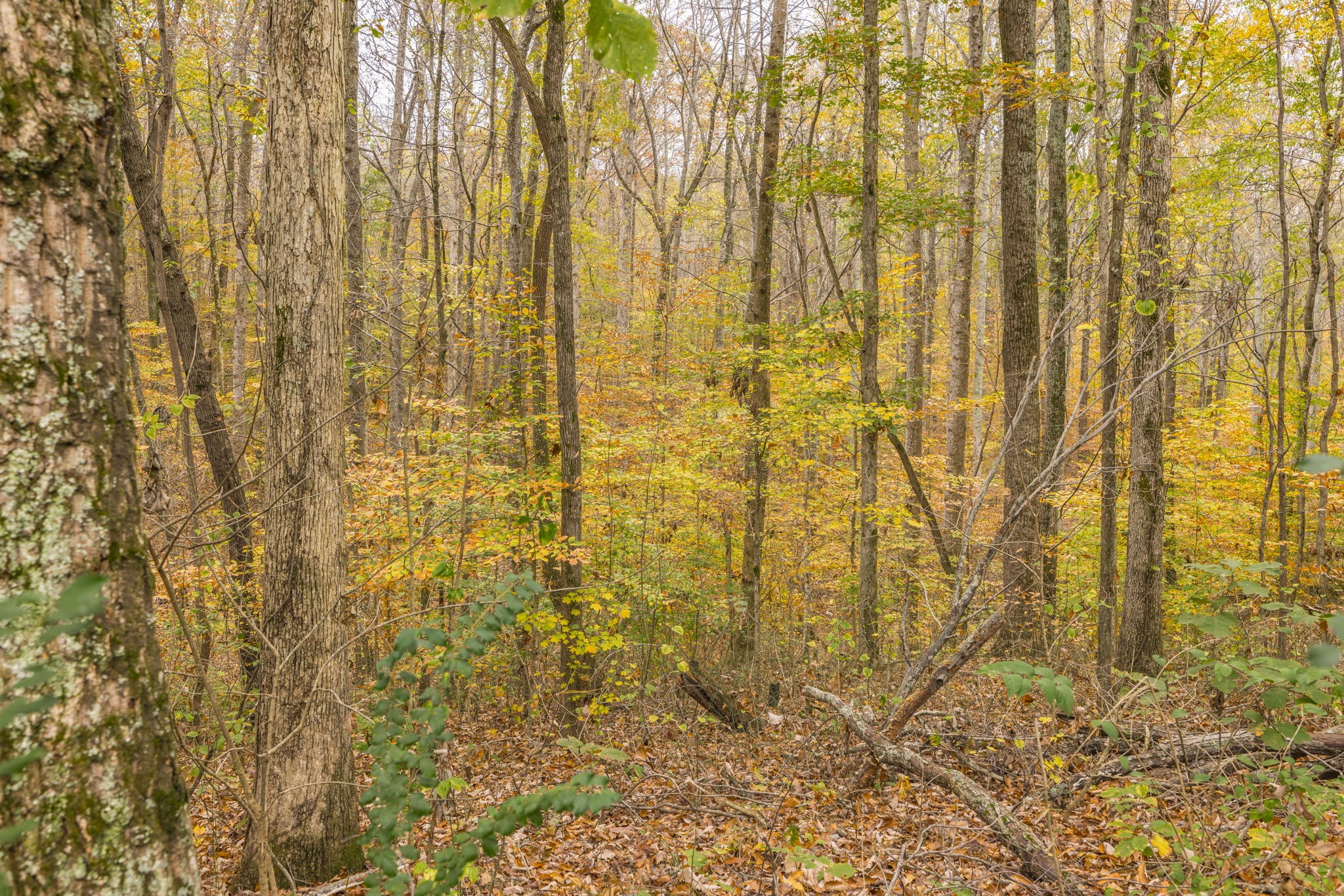 1358 Old Charlotte Pike Property Photo 81