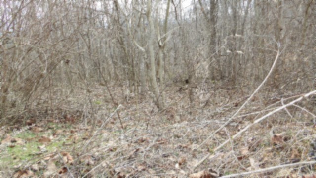 0 Beaver Lane Property Photo 5
