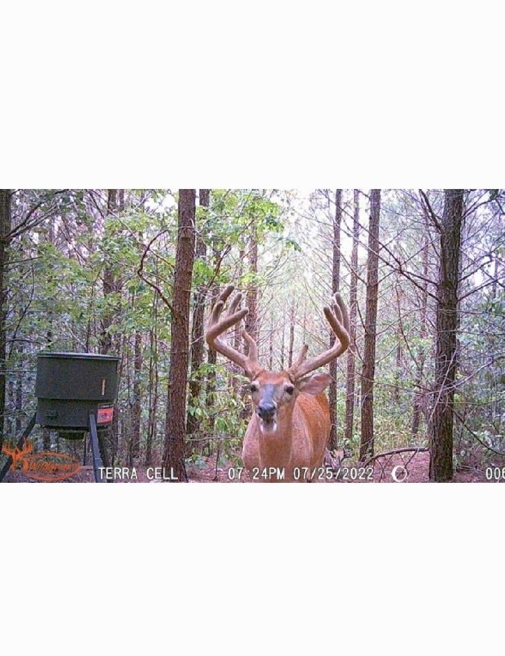 4073 Old Hohenwald Rd Property Photo 3