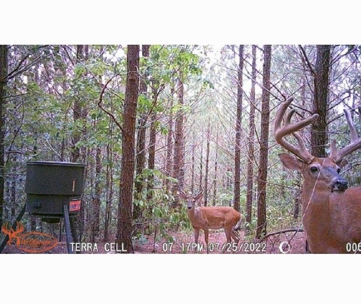 4073 Old Hohenwald Rd Property Photo 13