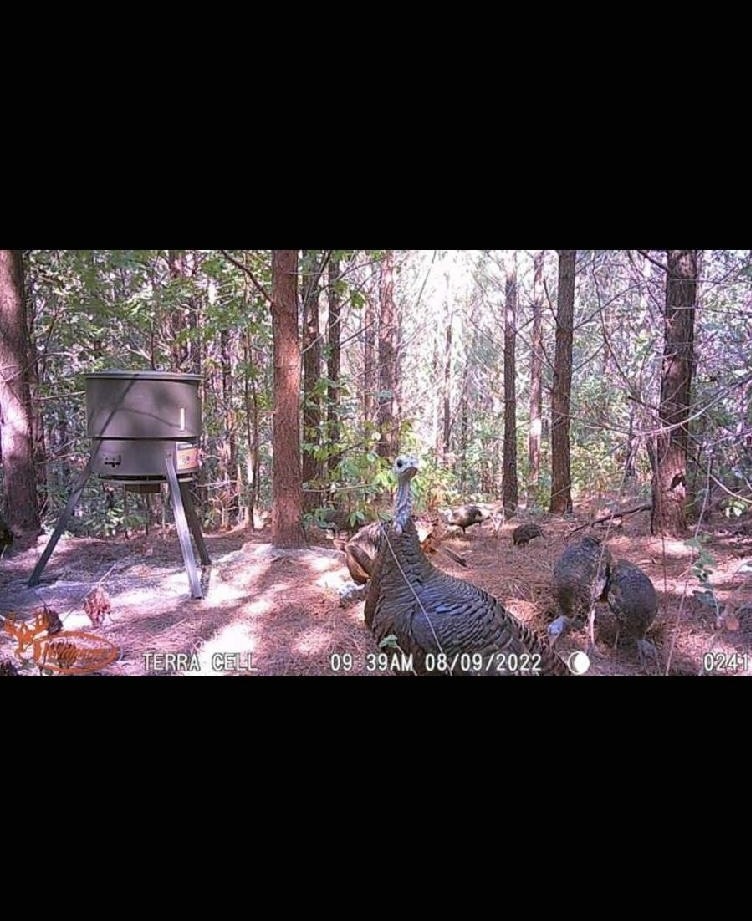 4073 Old Hohenwald Rd Property Photo 14