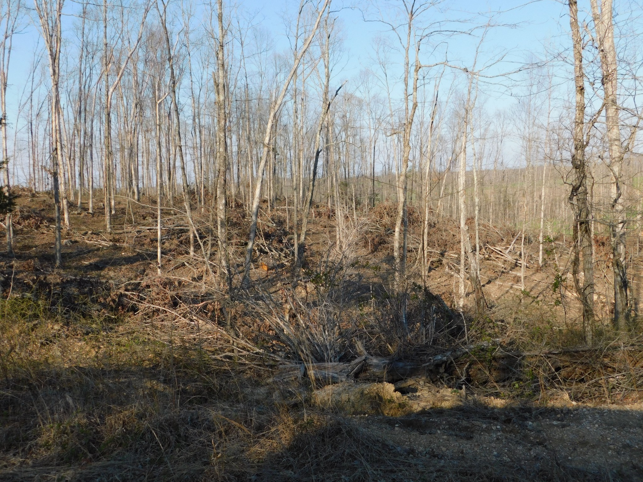 0 Lucas Ridge Road Property Photo 1