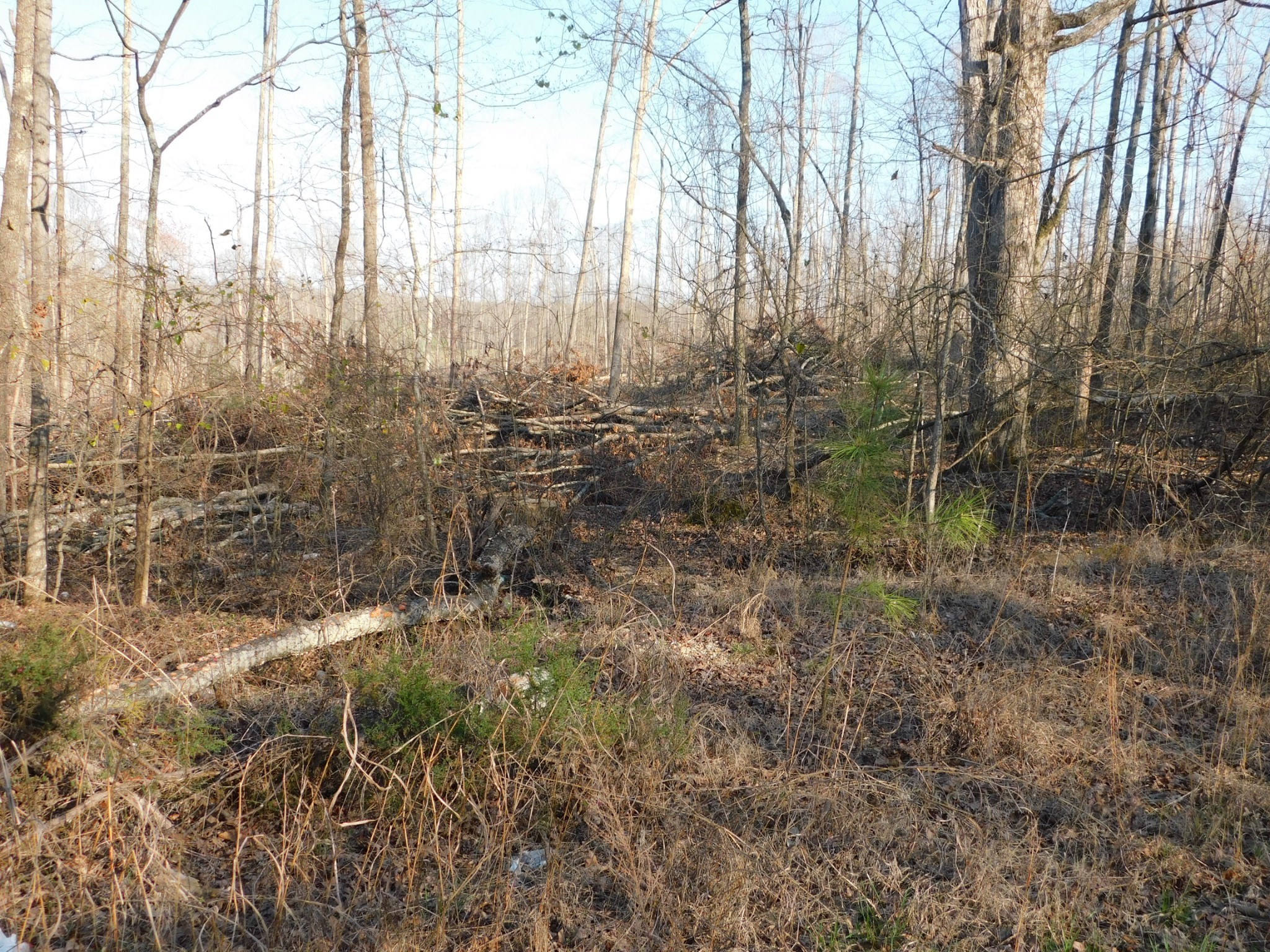 0 Lucas Ridge Road Property Photo 8