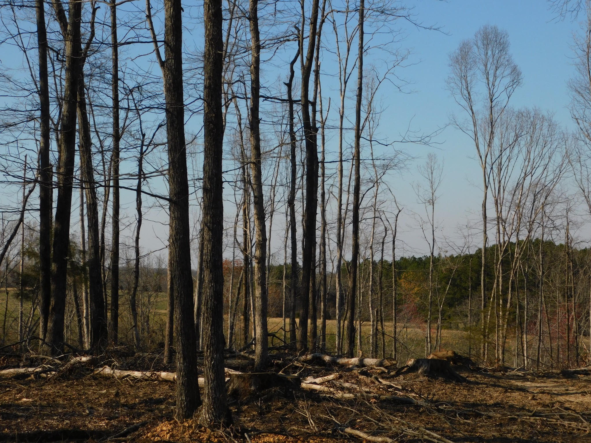 0 Lucas Ridge Road Property Photo 16