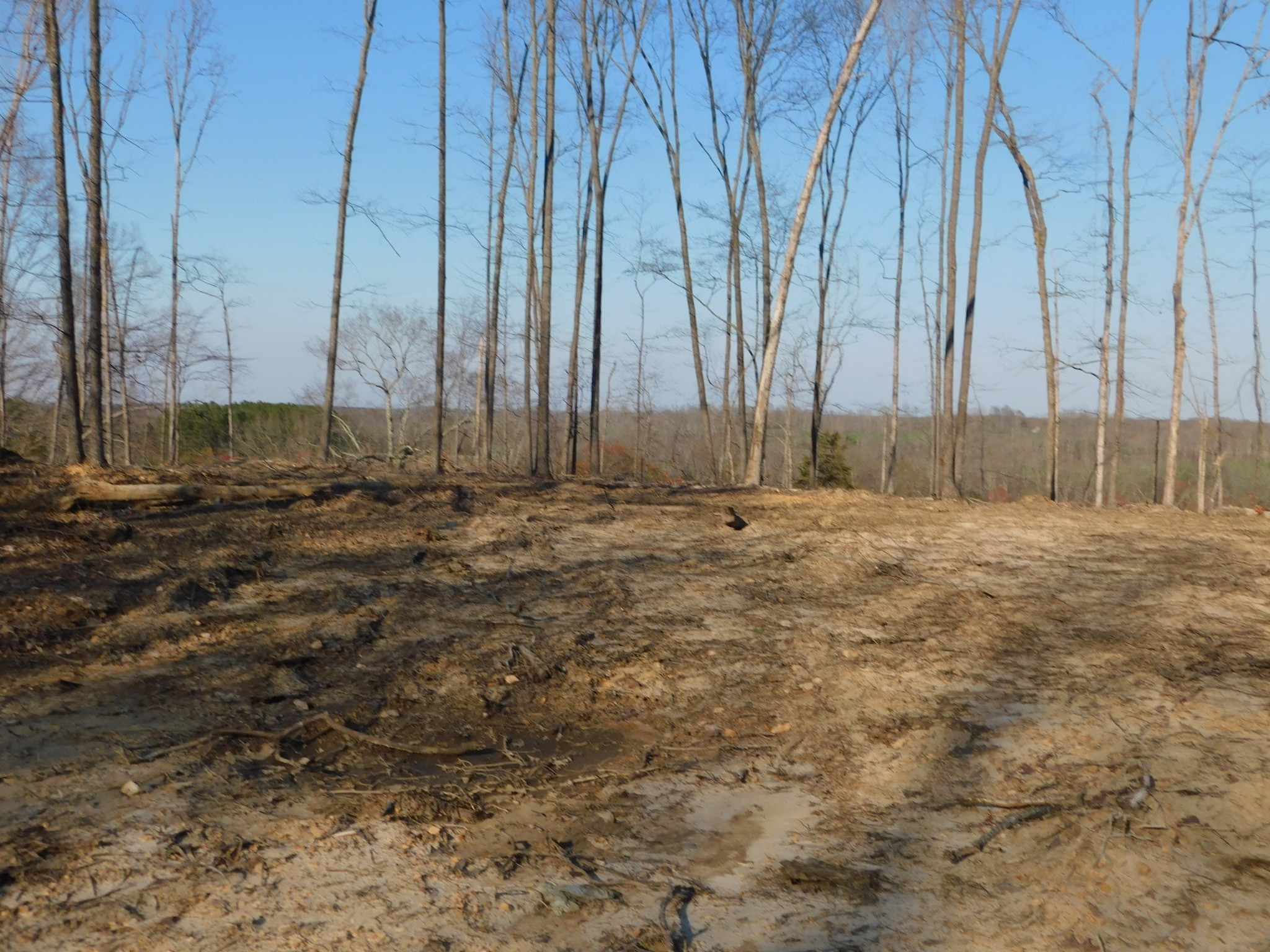 0 Lucas Ridge Road Property Photo 32