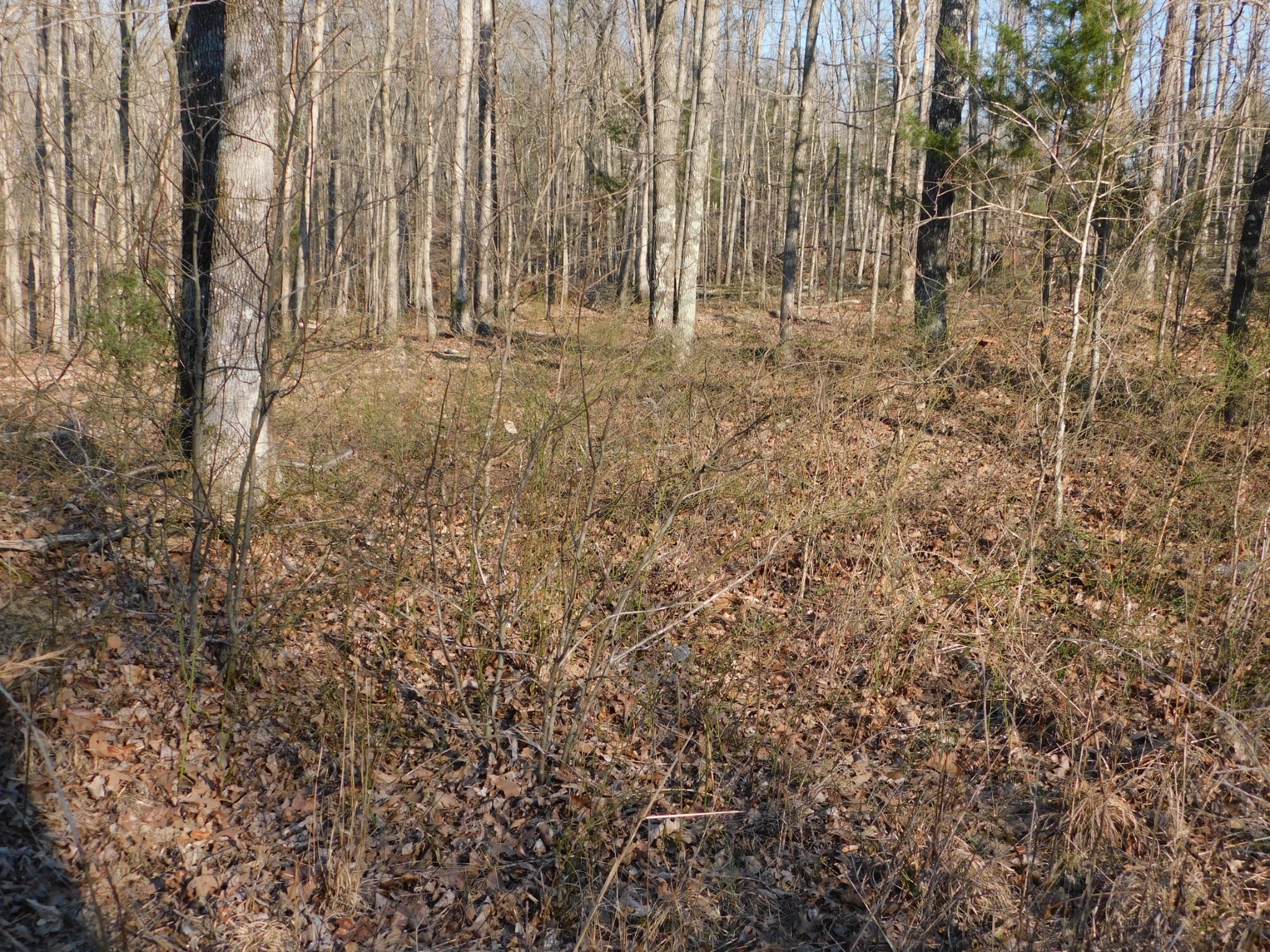0 Lucas Ridge Road Property Photo 36