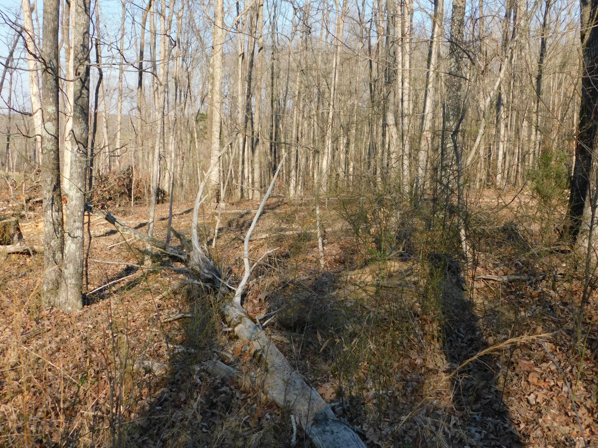 0 Lucas Ridge Road Property Photo 39