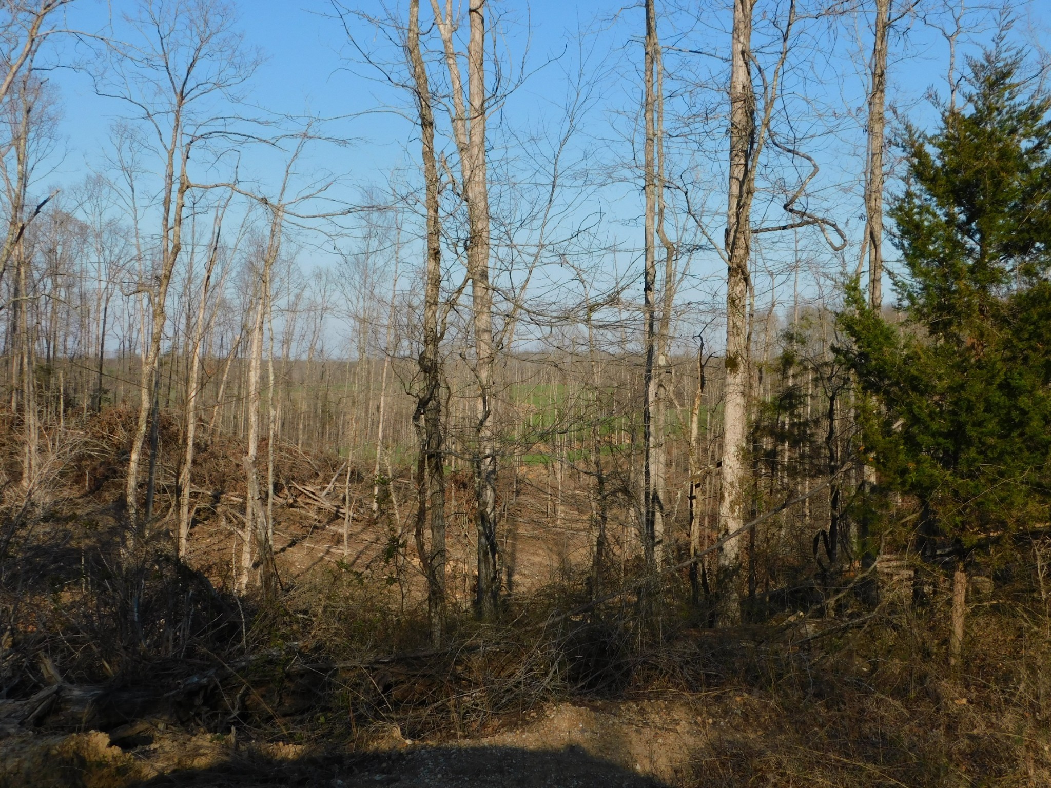0 Lucas Ridge Road Property Photo 41
