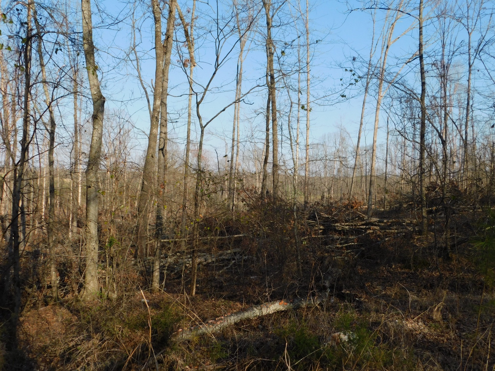 0 Lucas Ridge Road Property Photo 45