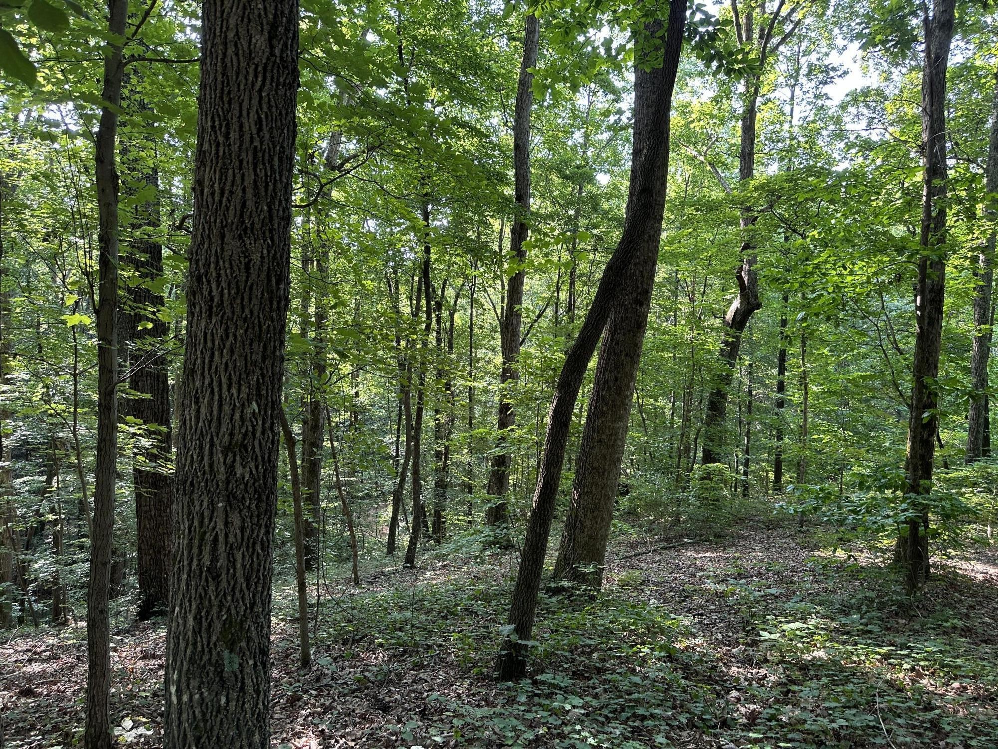 3692 Pan Gap Circle Property Photo 5