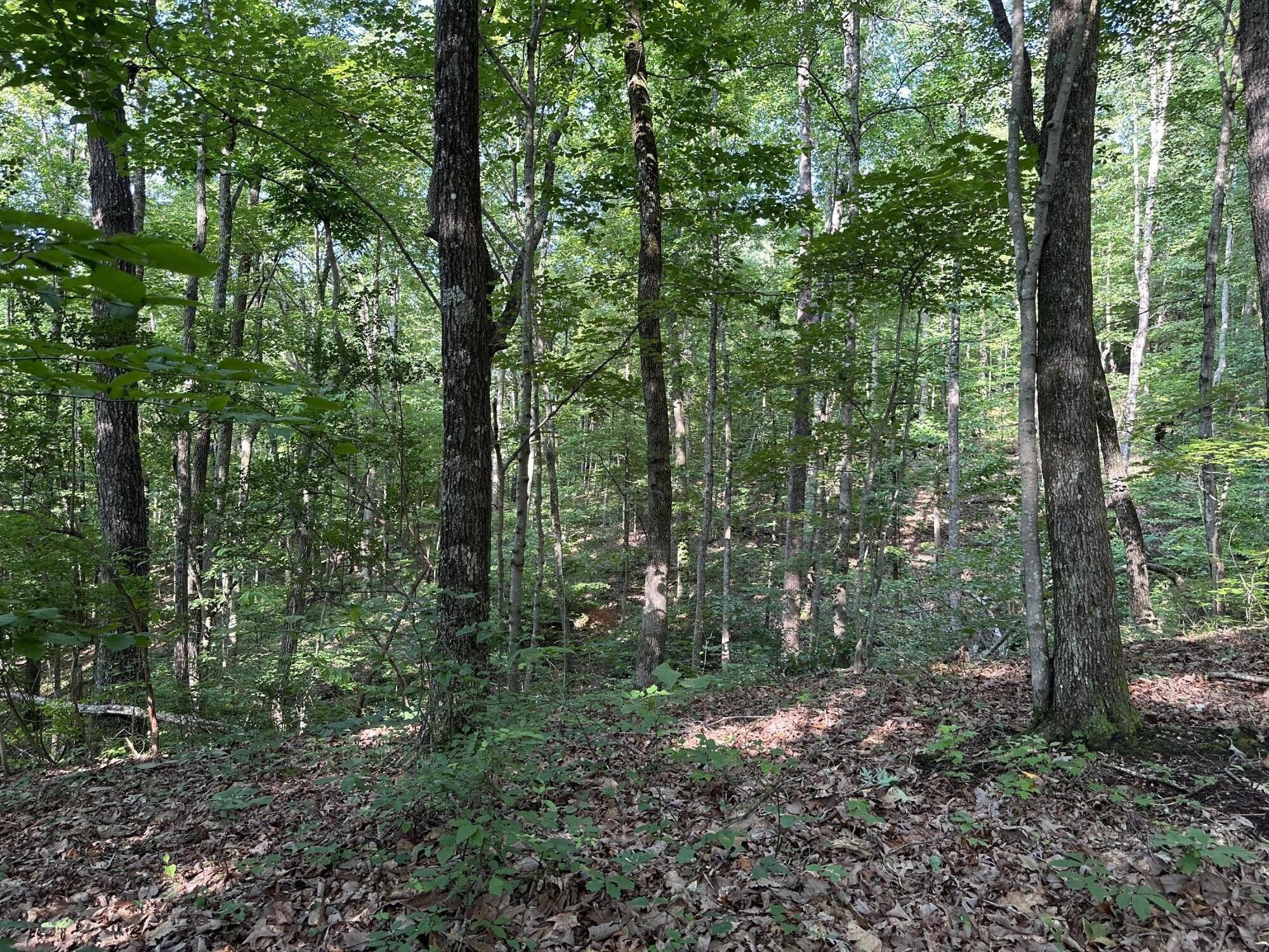3692 Pan Gap Circle Property Photo 6