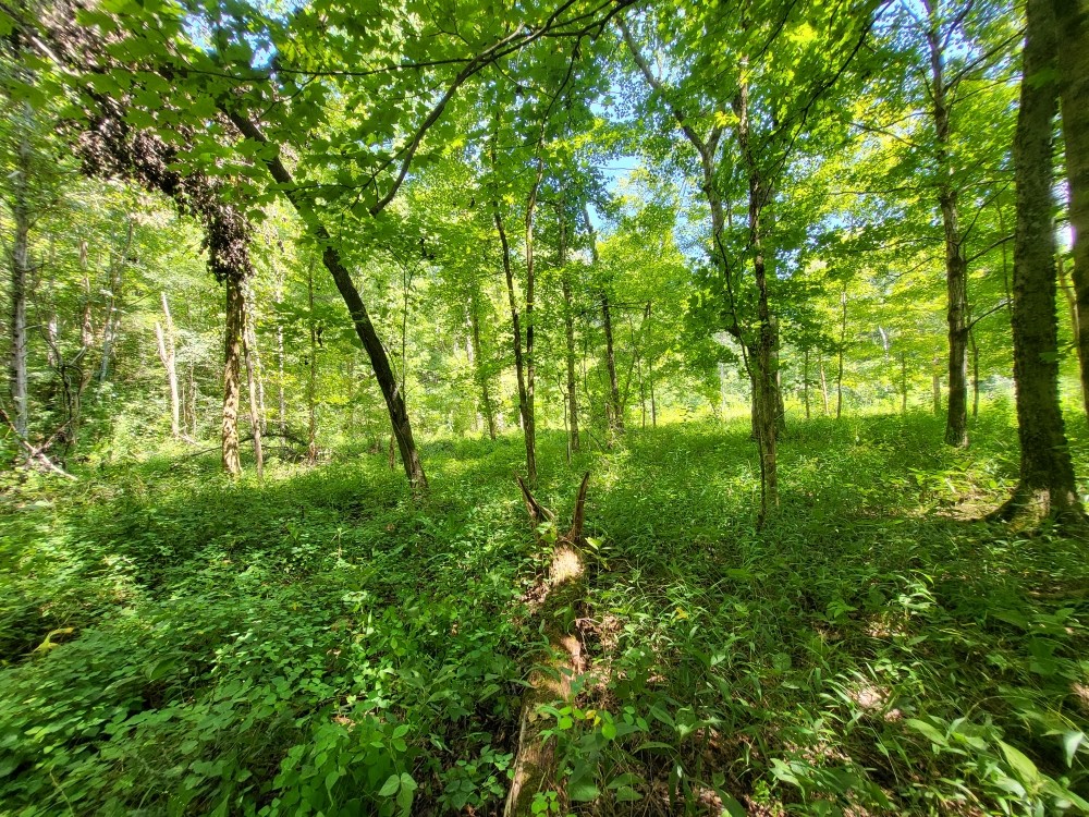 6704 Rockhouse Rd Property Photo 29